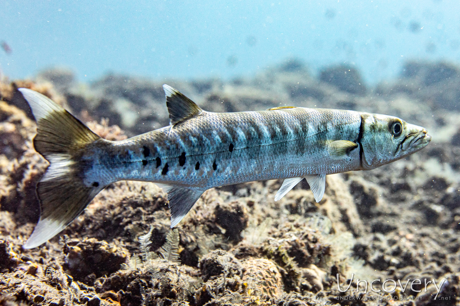 Great Barracuda (sphyraena Barracuda), photo taken in Indonesia, Bali, Tulamben, Seraya Secrets