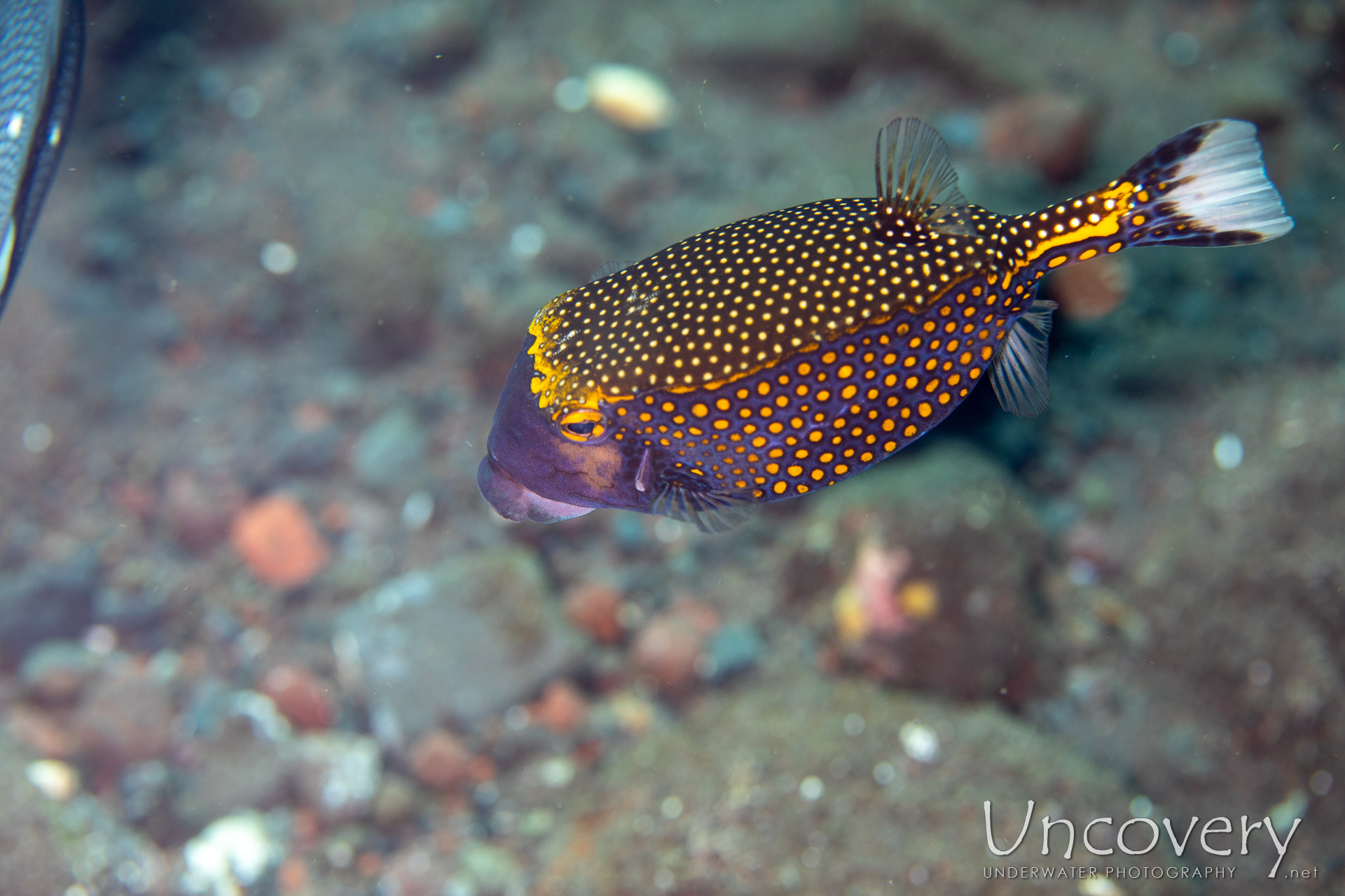 Spotted Boxfish (ostracion Meleagris), photo taken in Indonesia, Bali, Tulamben, Seraya Secrets