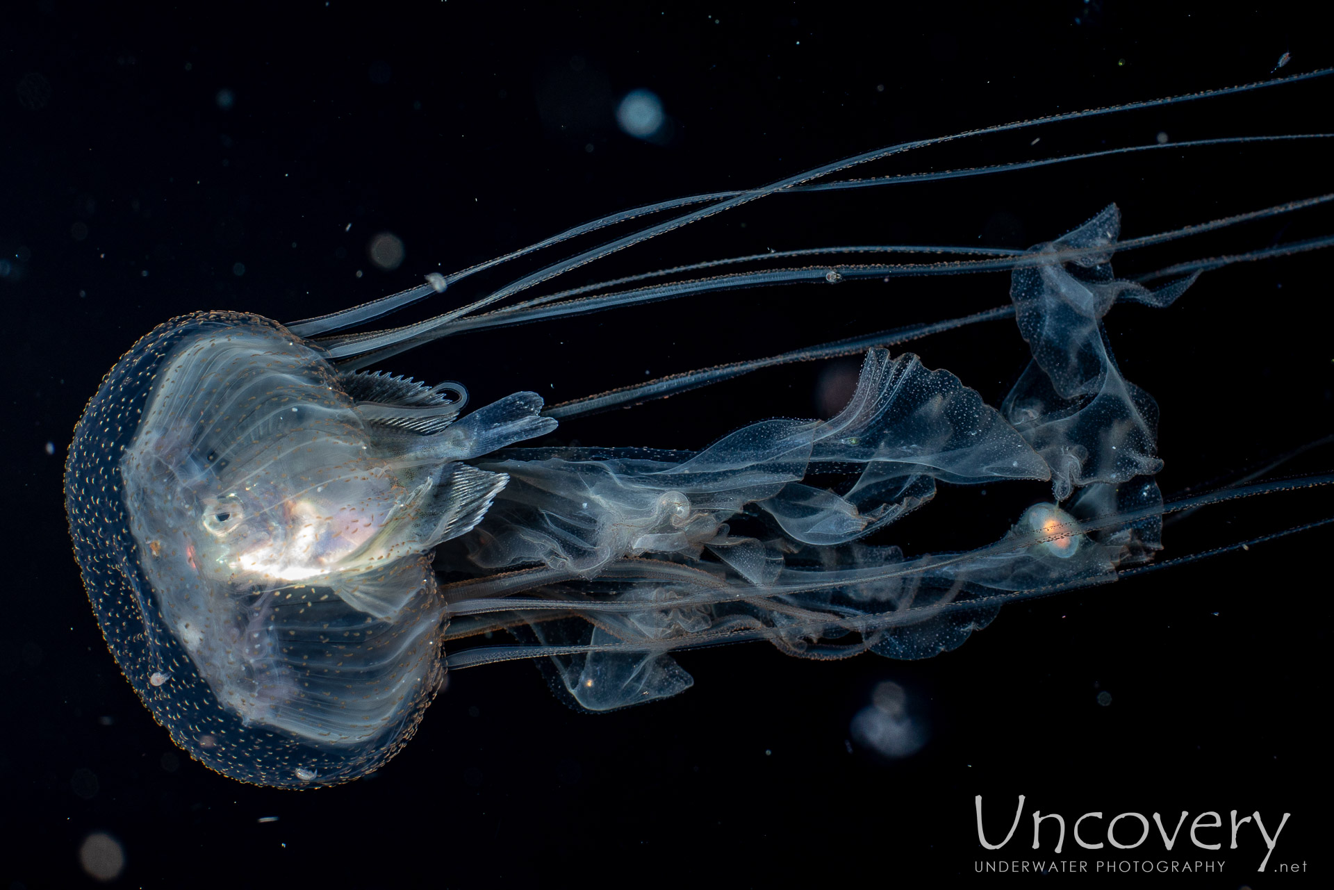 Jellyfish, photo taken in Indonesia, Bali, Tulamben, Blackwater