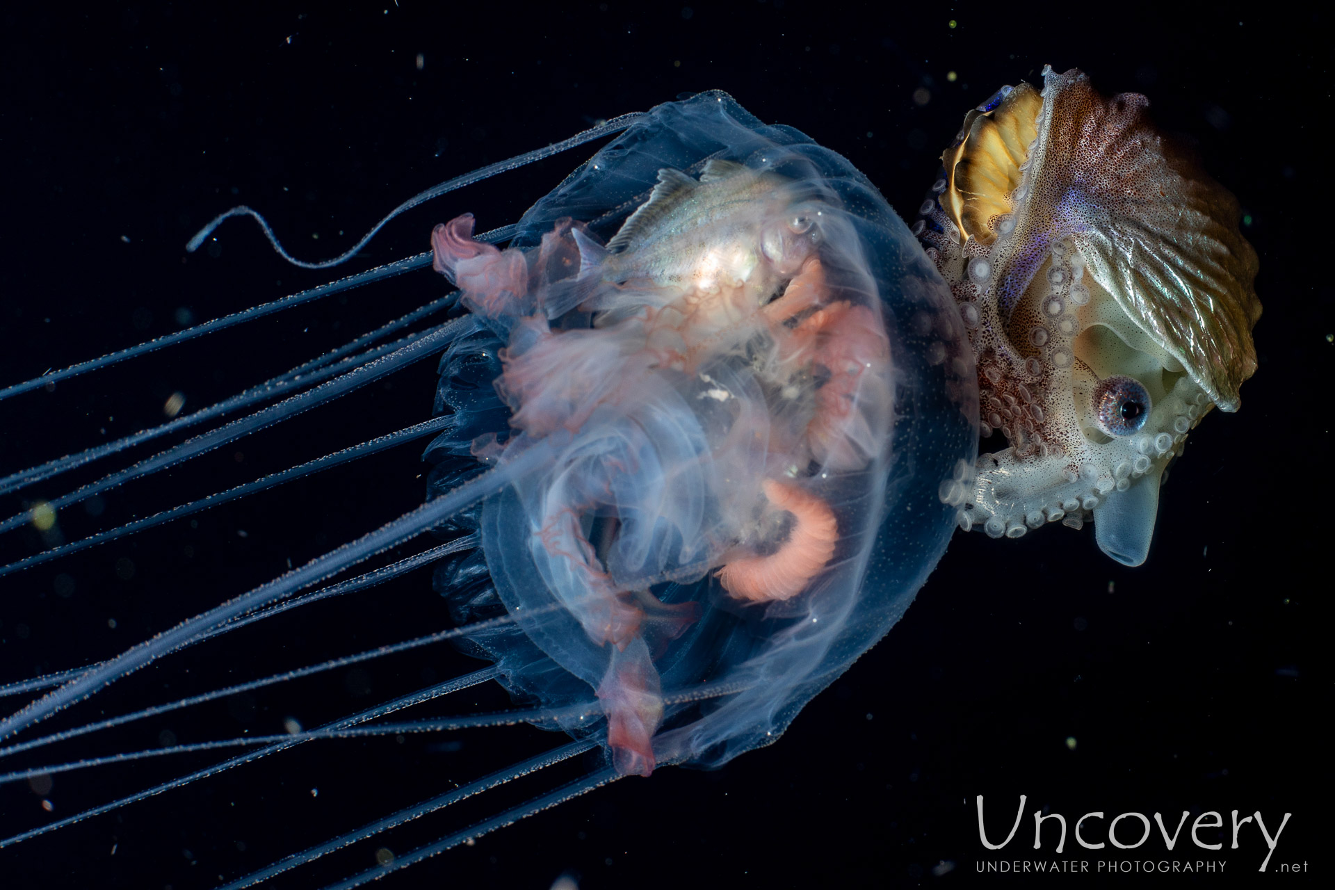 Jellyfish, Paper Nautilus (argonauta Hians), photo taken in Indonesia, Bali, Tulamben, Blackwater