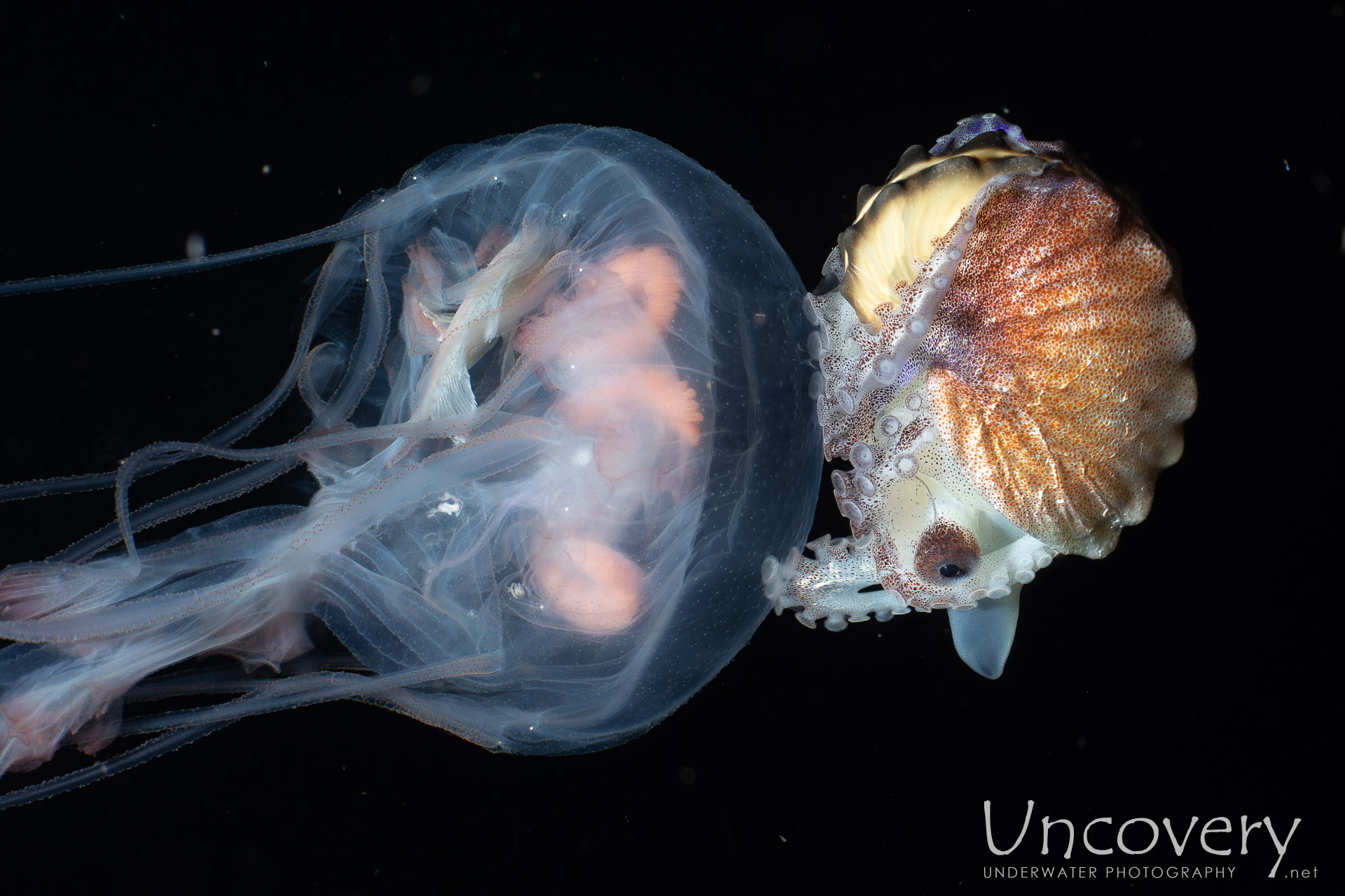 Jellyfish, Paper Nautilus (argonauta Hians), photo taken in Indonesia, Bali, Tulamben, Blackwater