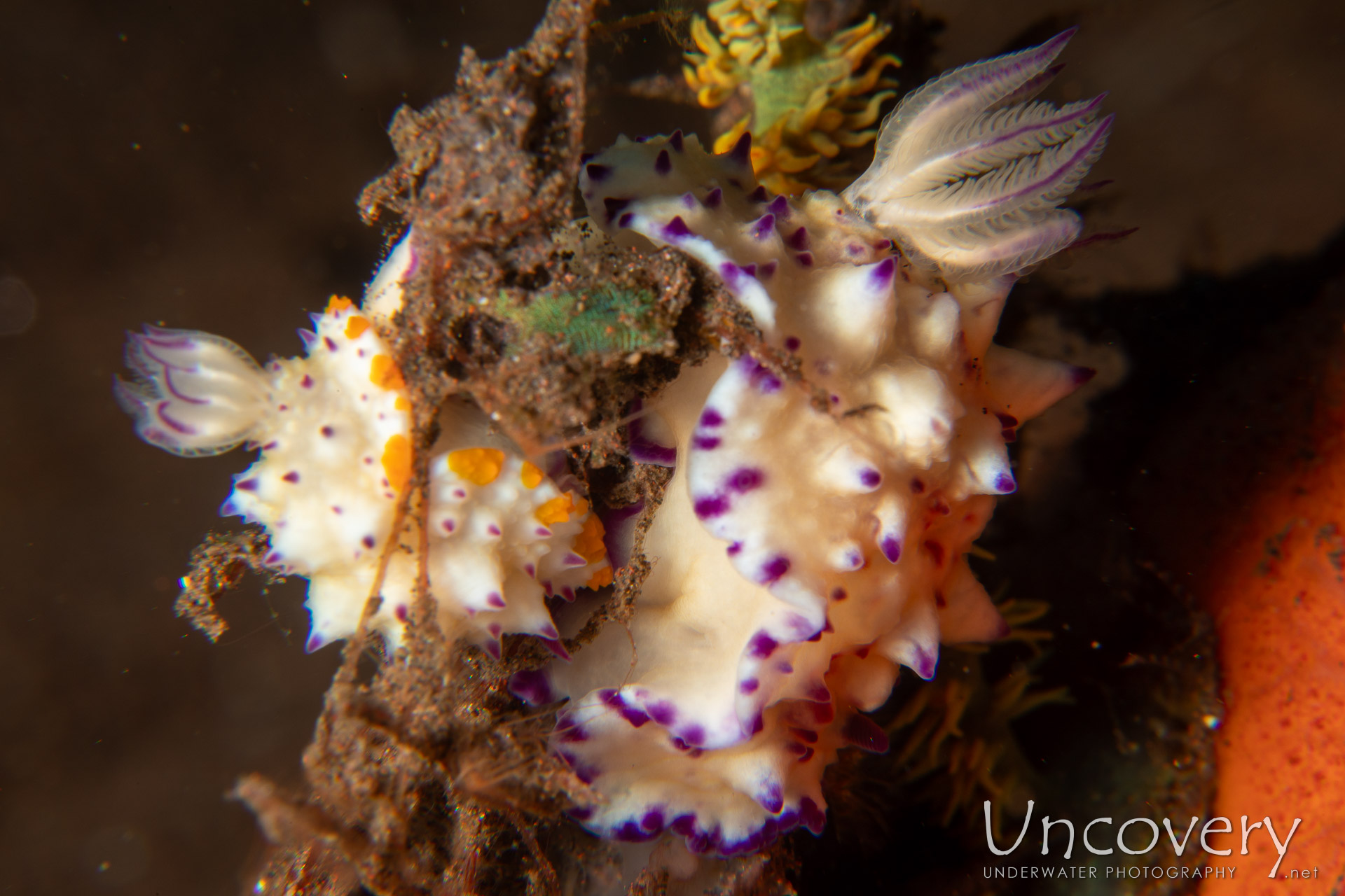 Nudibranch, photo taken in Indonesia, Bali, Tulamben, Batu Niti Reef