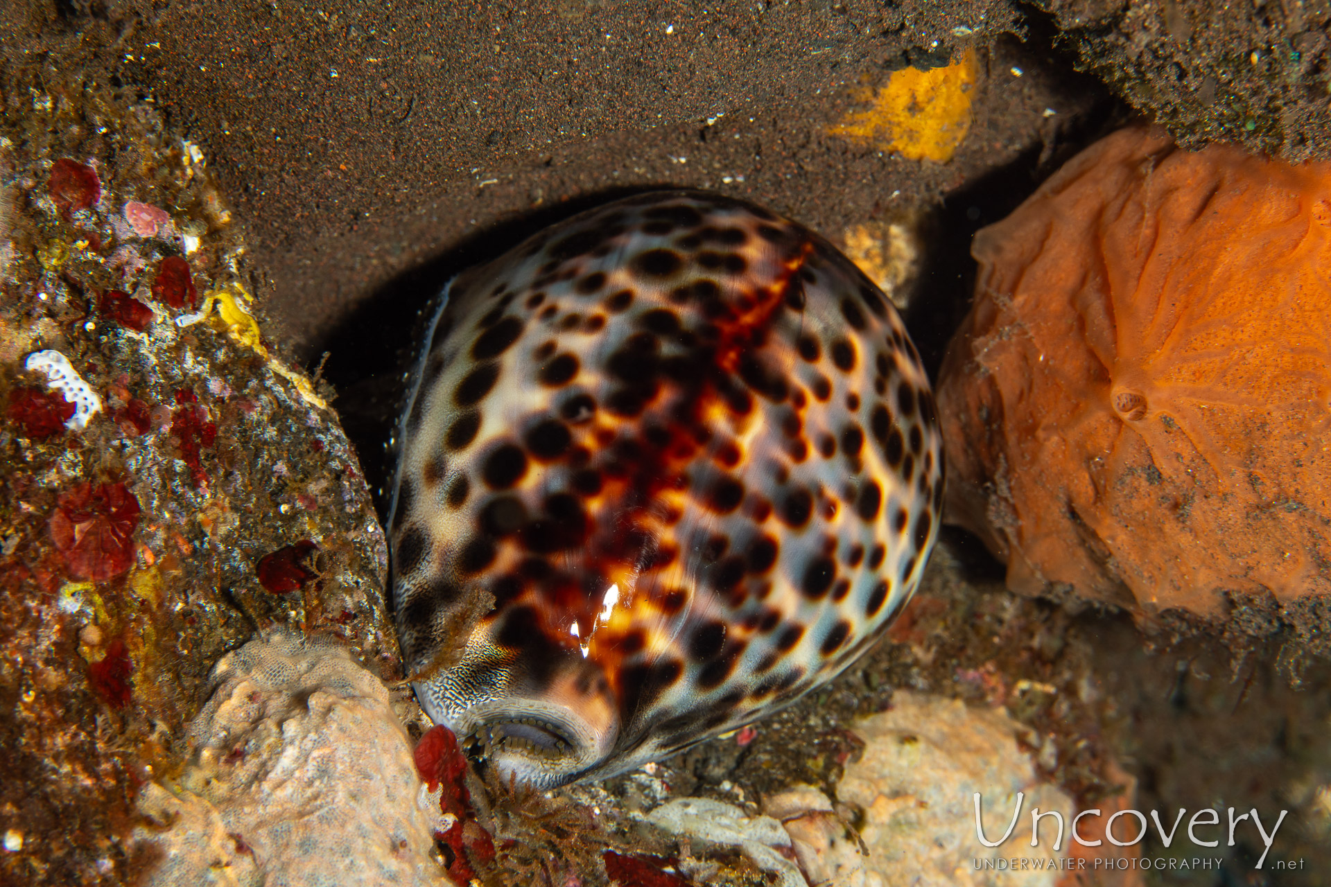 Tiger Shell (cypraea Tigris), photo taken in Indonesia, Bali, Tulamben, Batu Niti Reef