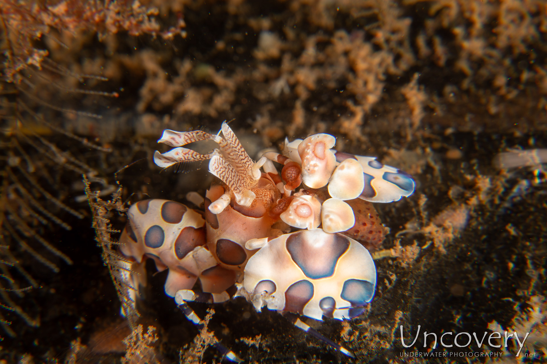 Harlequin Shrimp (hymenocera Picta), photo taken in Indonesia, Bali, Tulamben, Batu Niti Reef