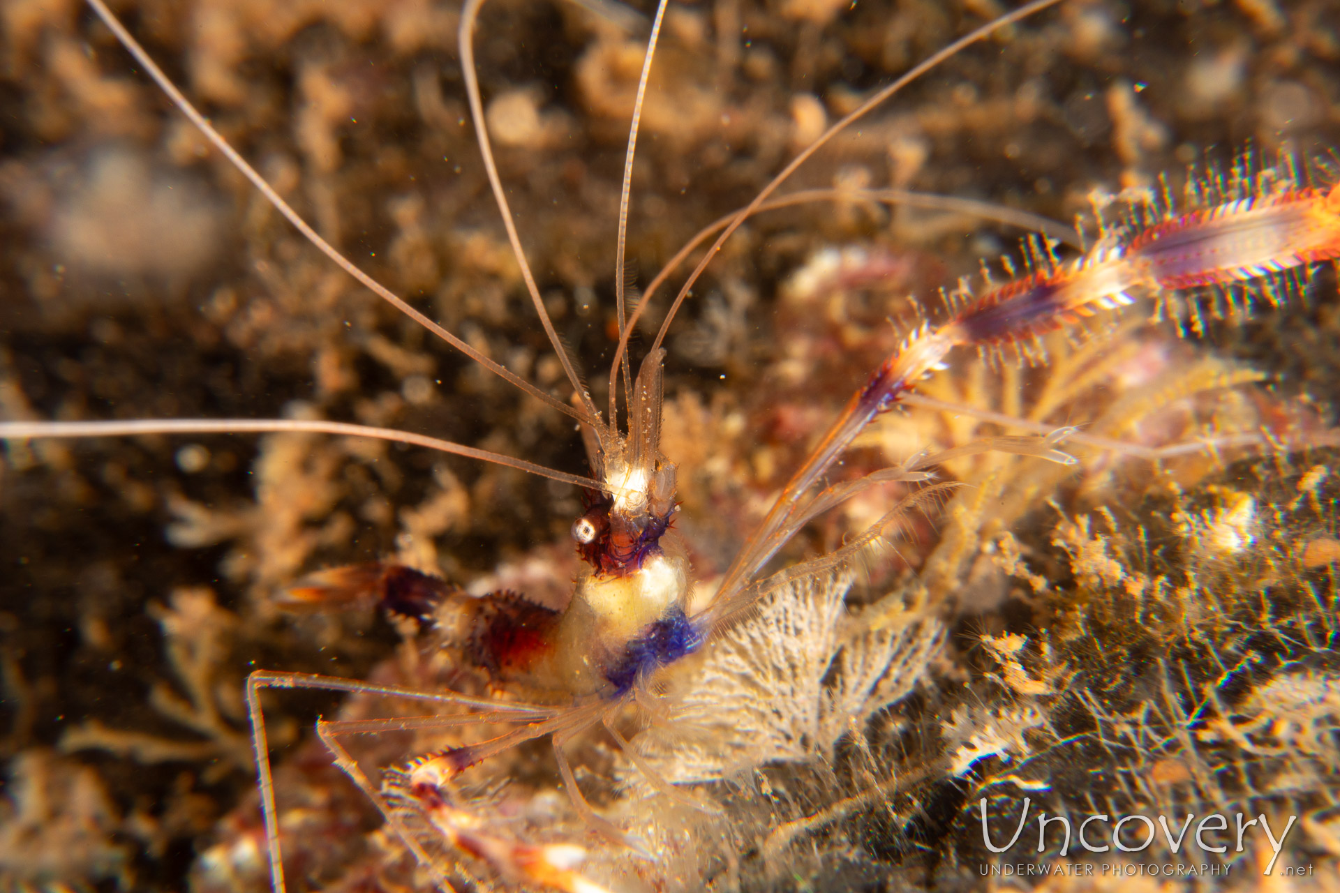 Banded Coral Shrimp (stenopus Hispidus), photo taken in Indonesia, Bali, Tulamben, Batu Niti Reef