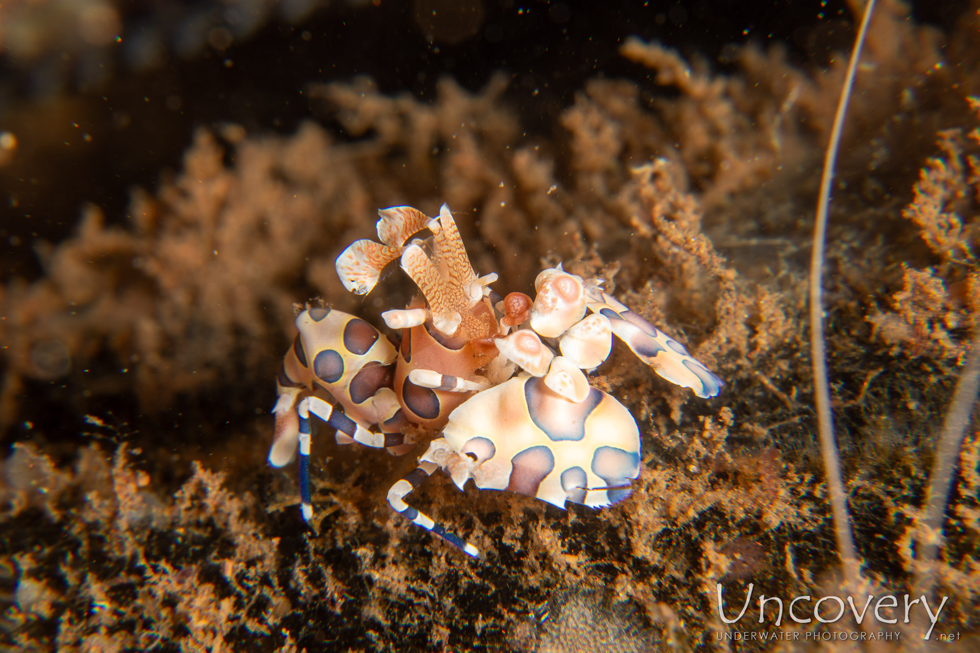 Harlequin Shrimp (hymenocera Picta), photo taken in Indonesia, Bali, Tulamben, Batu Niti Reef