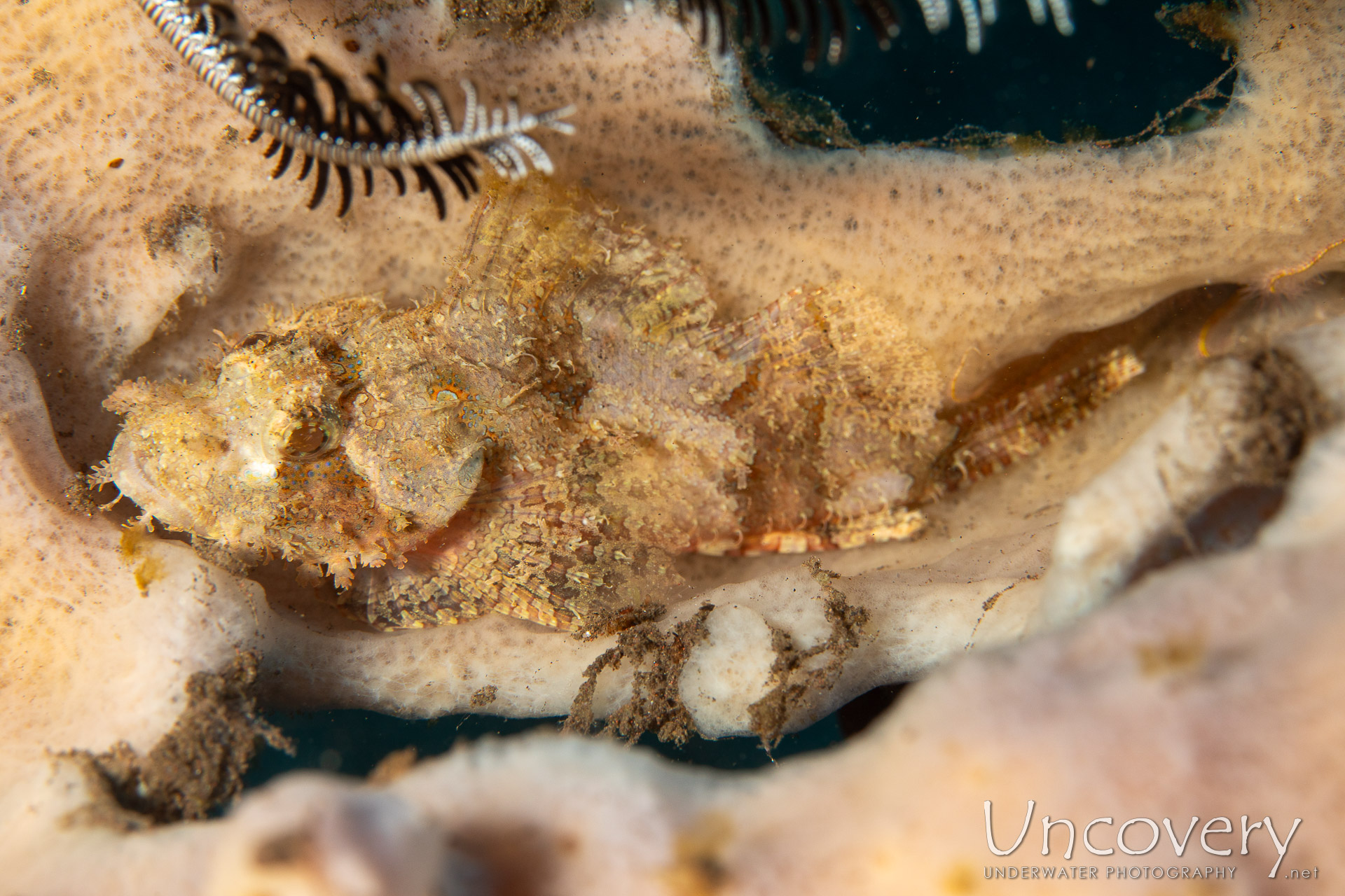 Tassled Scorpionfish (scorpaenopsis Oxycephala), photo taken in Indonesia, Bali, Tulamben, Batu Niti Reef