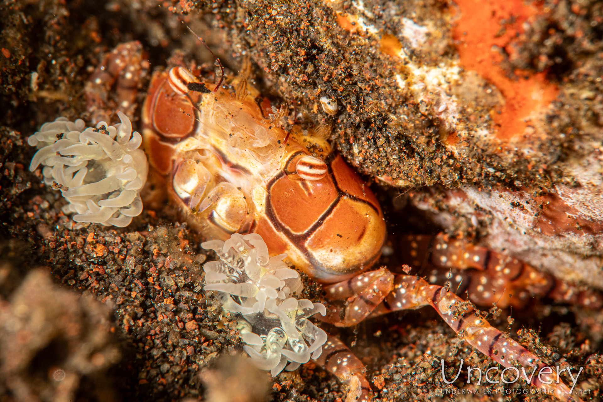 Mosaic Boxer Crab (lybia Tessellata), photo taken in Indonesia, Bali, Tulamben, Batu Niti Reef