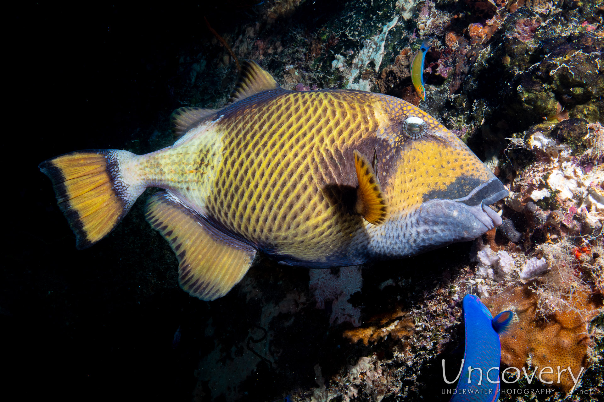 Titan Triggerfish (balistoides Viridescens), photo taken in Maldives, Male Atoll, South Male Atoll, Kuda Giri