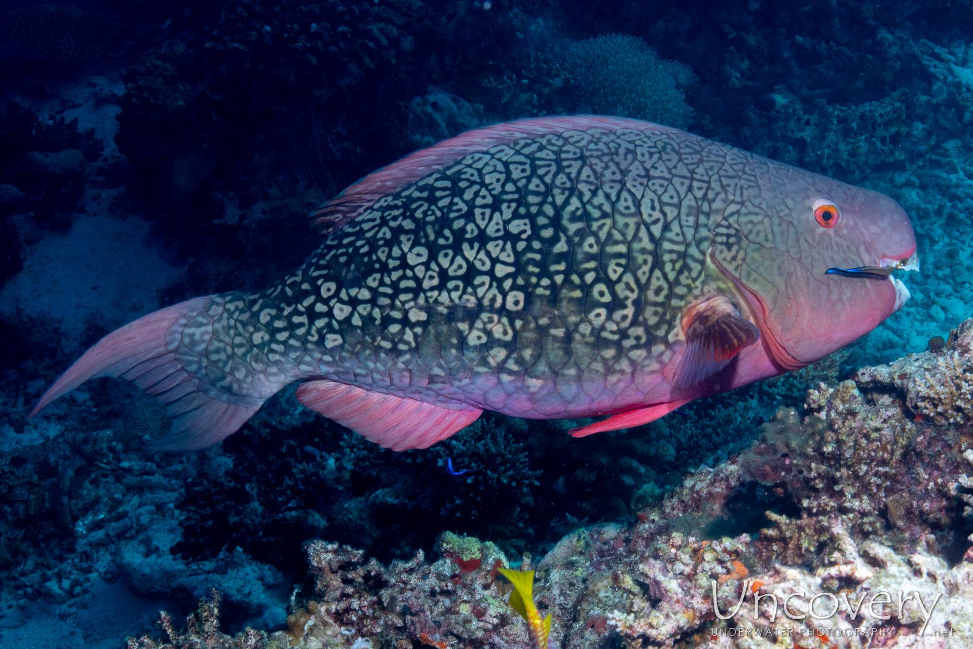 Dusky Parrotfish (scarus Niger), photo taken in Maldives, Male Atoll, South Male Atoll, Kuda Giri