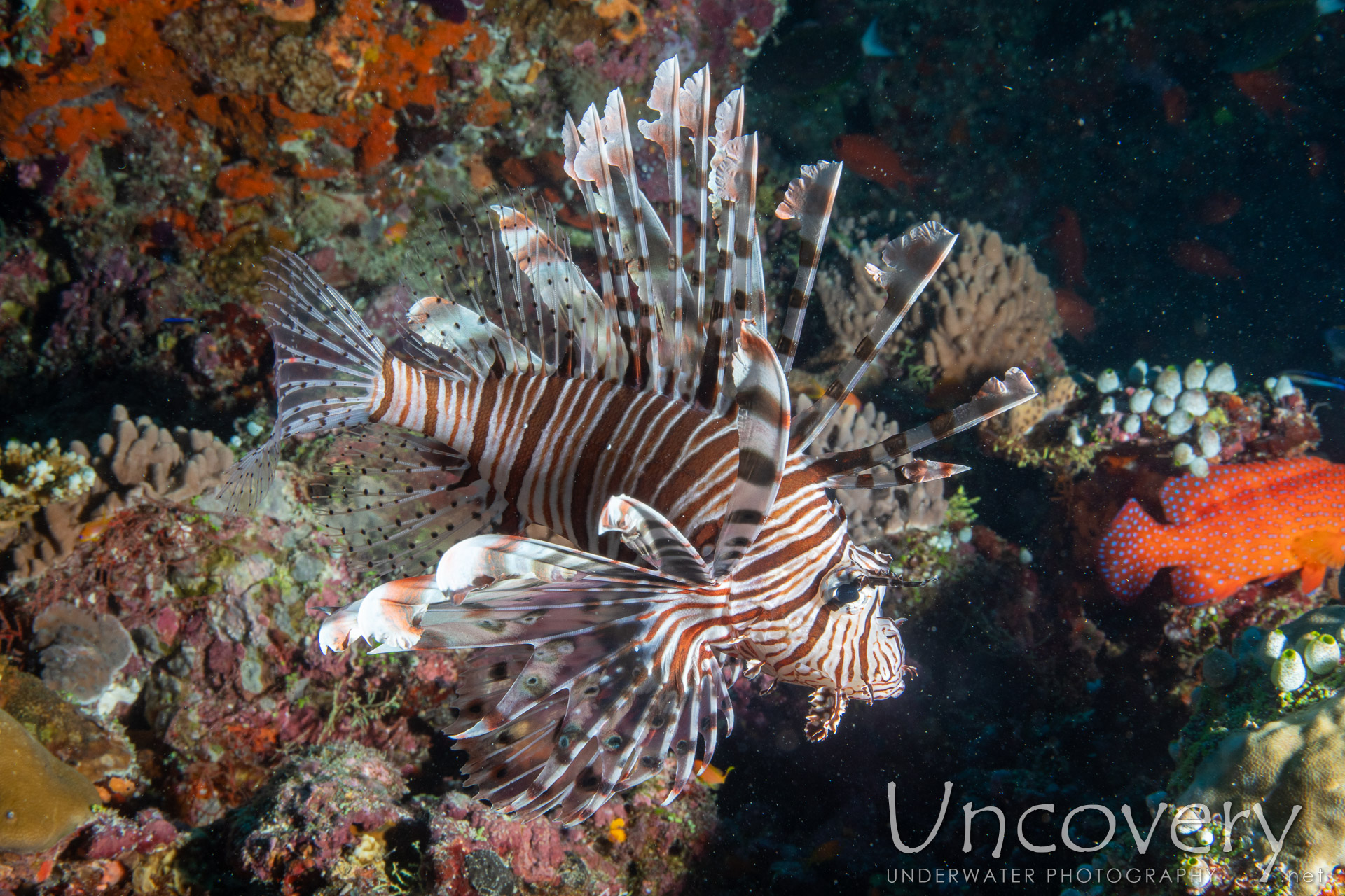 Devil Firefish (pterois Miles), photo taken in Maldives, Male Atoll, South Male Atoll, Gulhi Corner