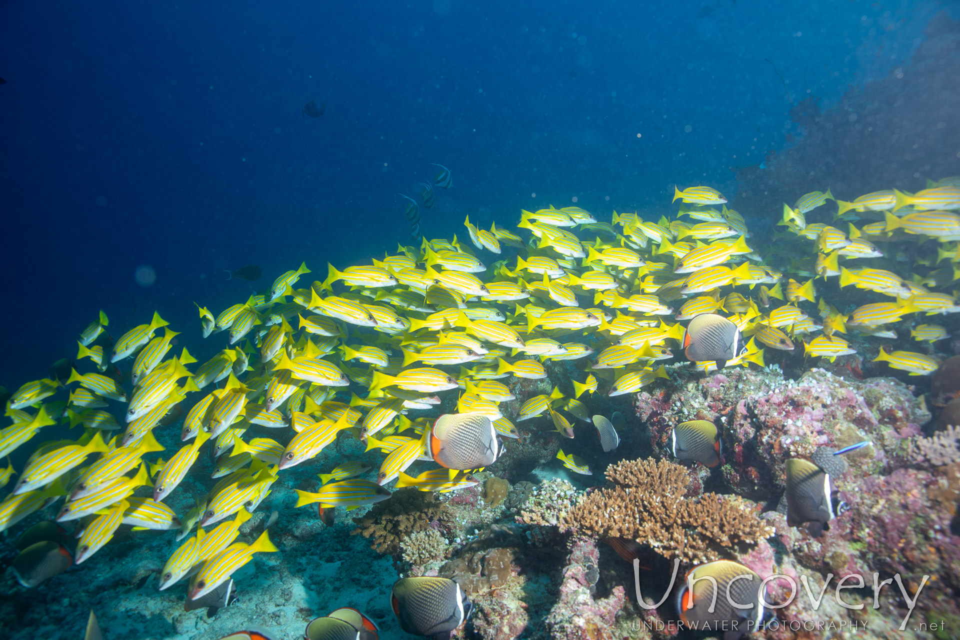 Bluestripe Snapper (lutjanus Kasmira), photo taken in Maldives, Male Atoll, South Male Atoll, Gulhi Corner