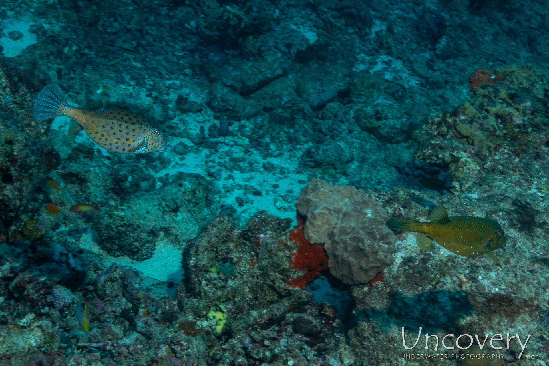 Yellow Boxfish (ostracion Cubicus), photo taken in Maldives, Male Atoll, South Male Atoll, Lhosfushi Corner