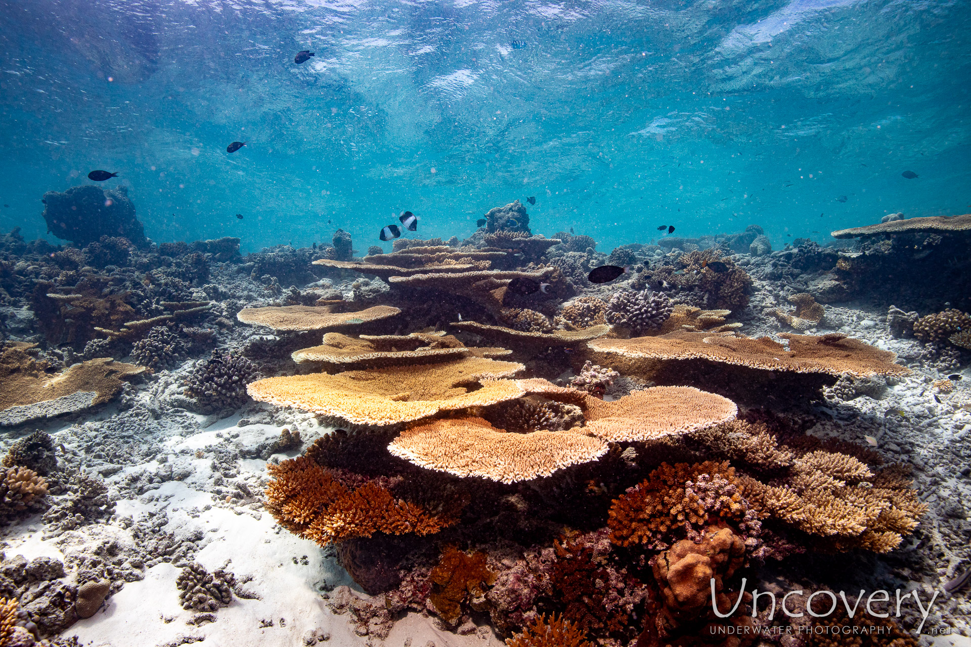 Coral, photo taken in Maldives, Male Atoll, South Male Atoll, Maafushi Beiru