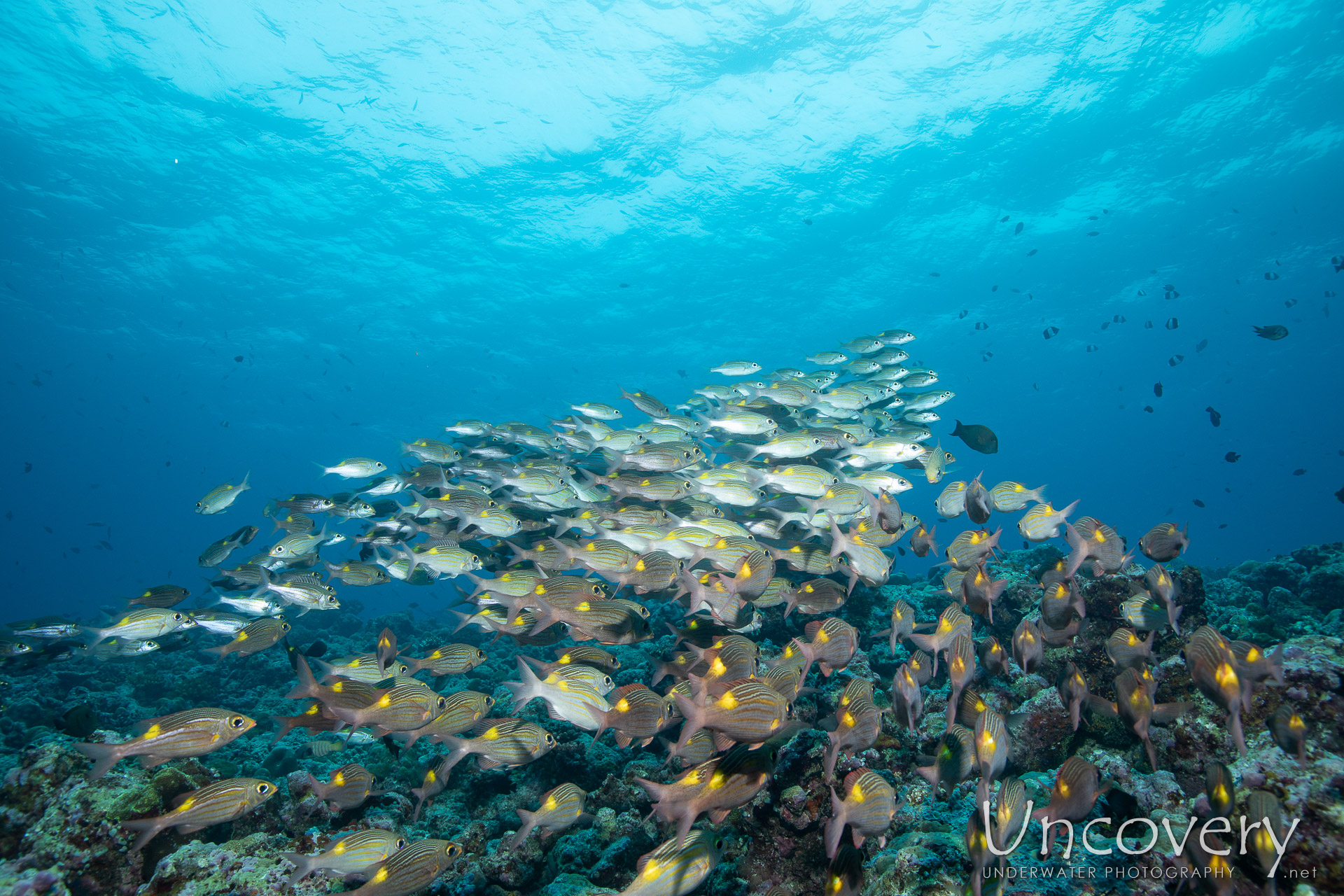 Striped Large-eye Bream (gnathodentex Aureolineatus), photo taken in Maldives, Male Atoll, South Male Atoll, Stage