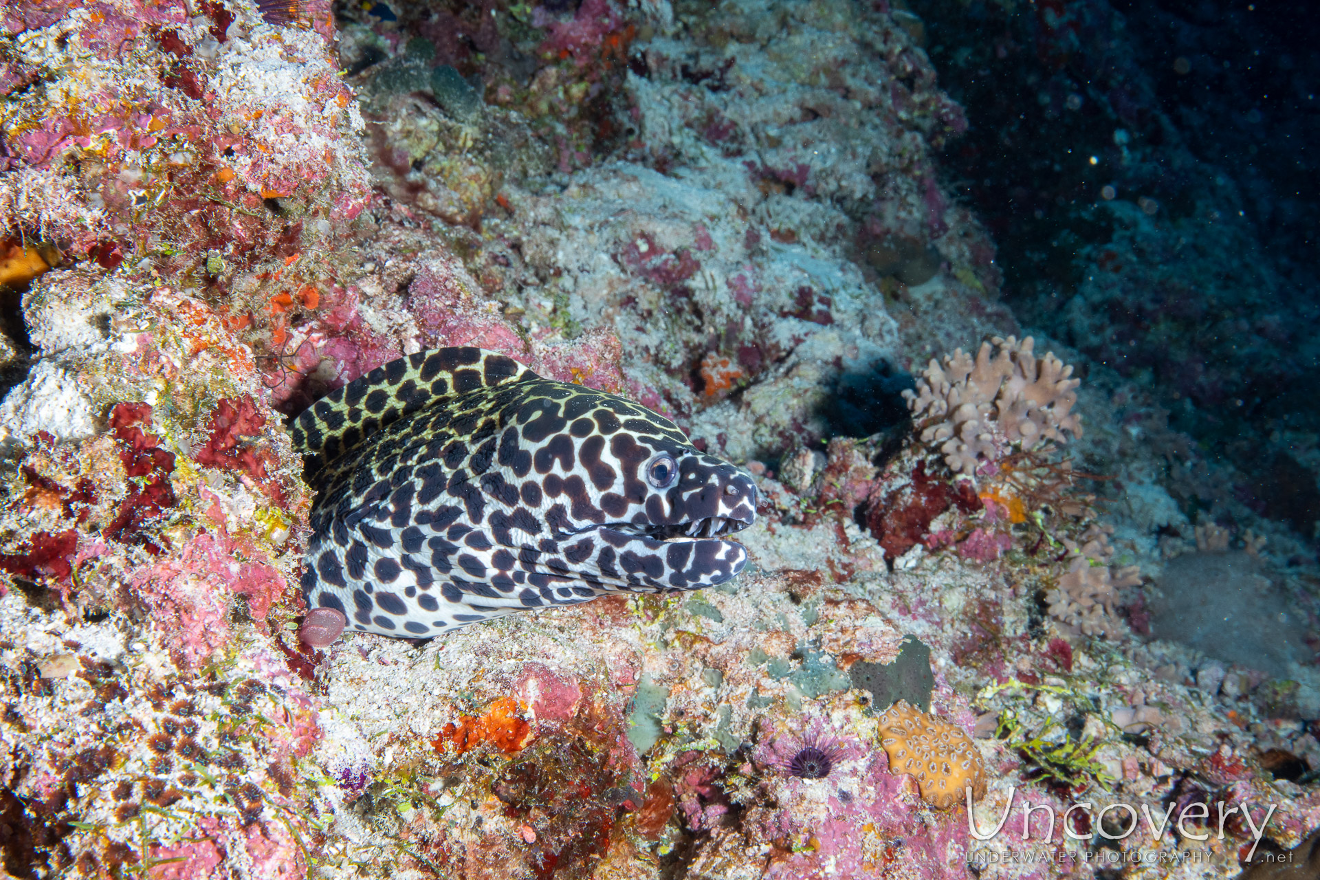 Honeycomb Moray (gymnothorax Favagineus), photo taken in Maldives, Male Atoll, South Male Atoll, Bushi Corner