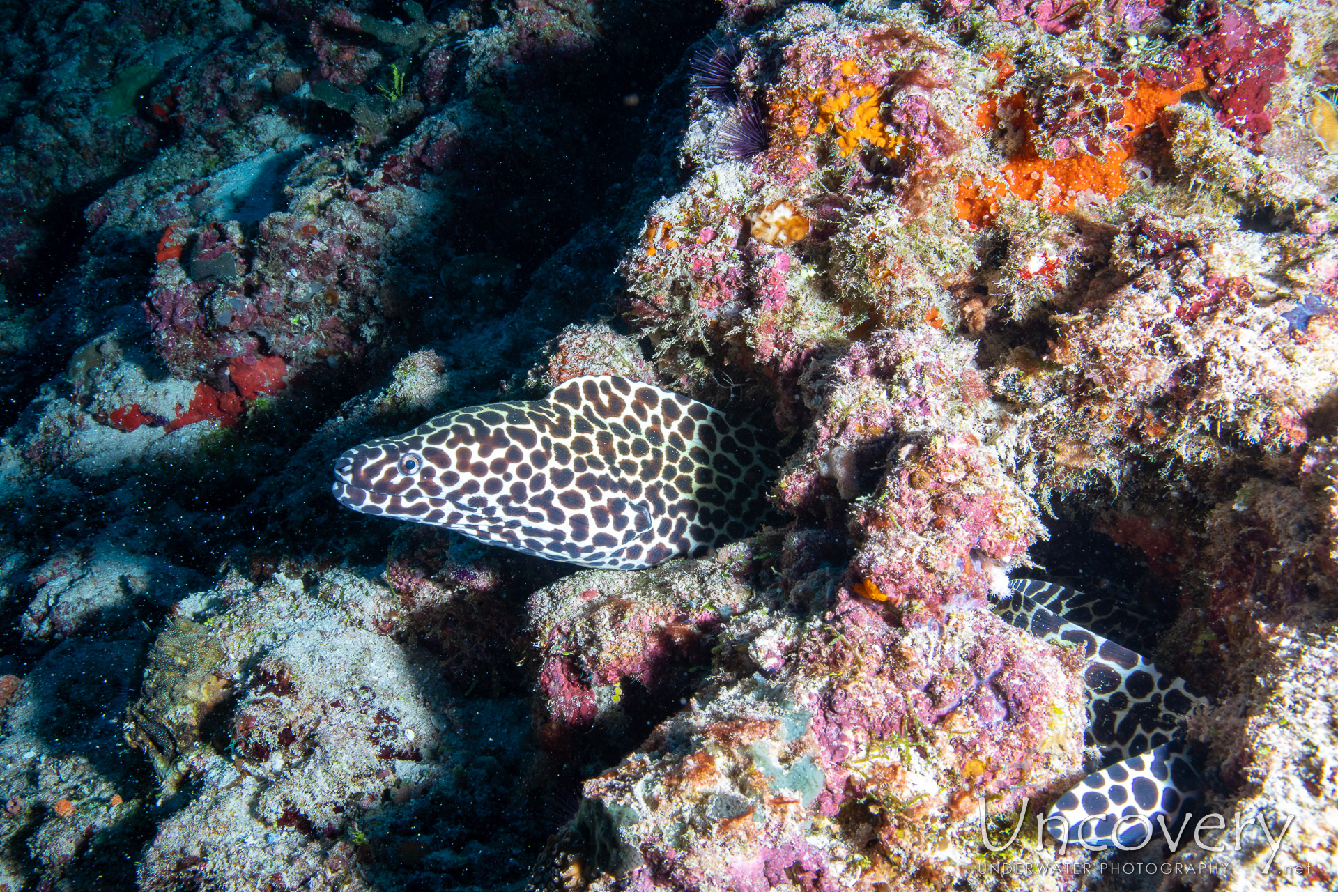 Honeycomb Moray (gymnothorax Favagineus), photo taken in Maldives, Male Atoll, South Male Atoll, Bushi Corner