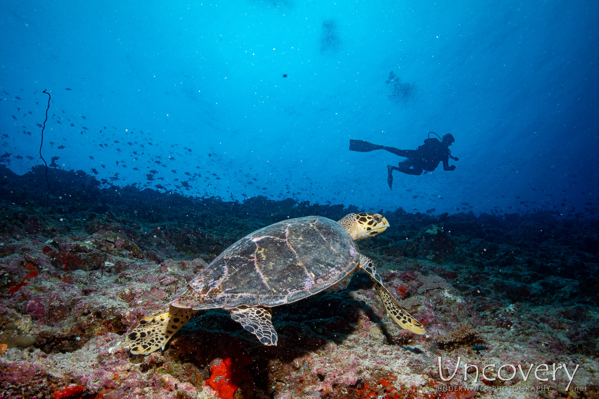 Hawksbill Sea Turtle (eretmochelys Imbricata), photo taken in Maldives, Male Atoll, South Male Atoll, Bushi Corner