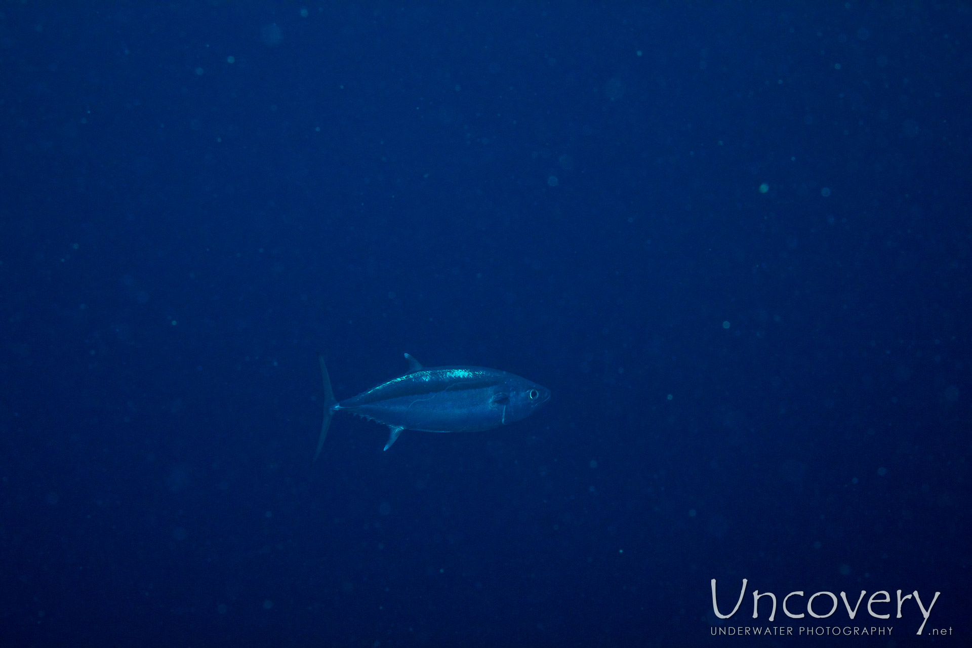 Dogtooth Tuna (gymnosarda Unicolor), photo taken in Maldives, Male Atoll, South Male Atoll, Bushi Corner