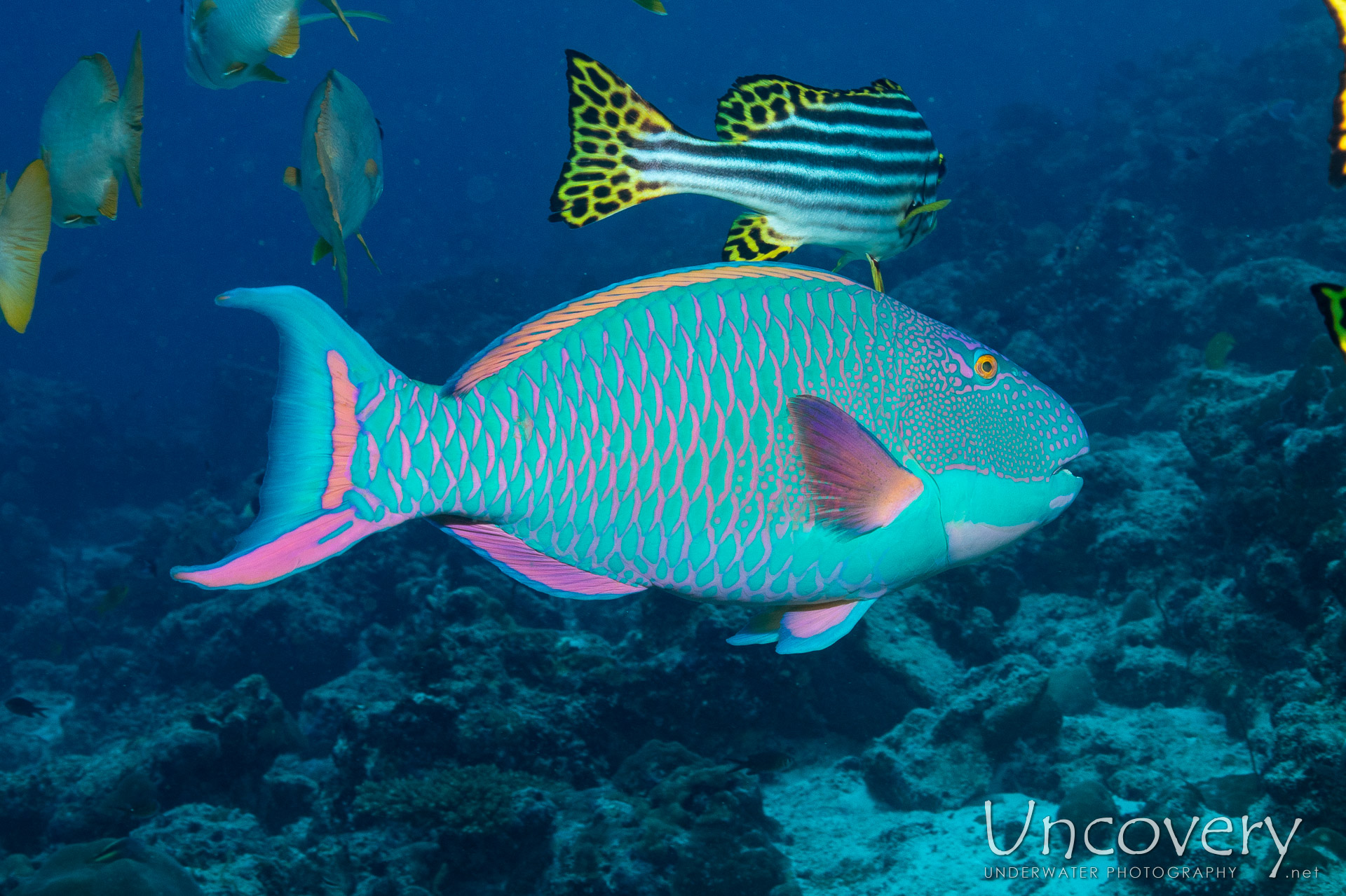 Parrotfish, photo taken in Maldives, Male Atoll, South Male Atoll, Lhosfushi Corner