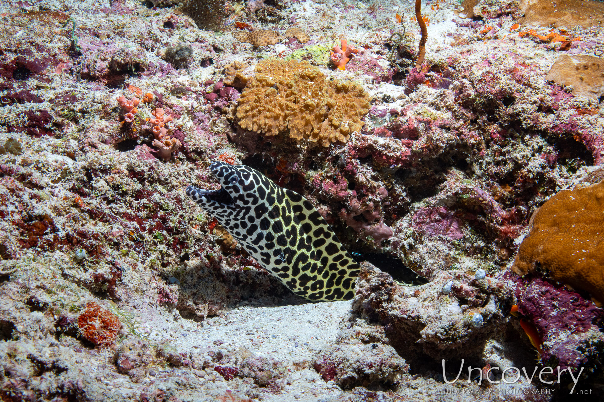 Honeycomb Moray (gymnothorax Favagineus), photo taken in Maldives, Male Atoll, South Male Atoll, Lhosfushi Corner