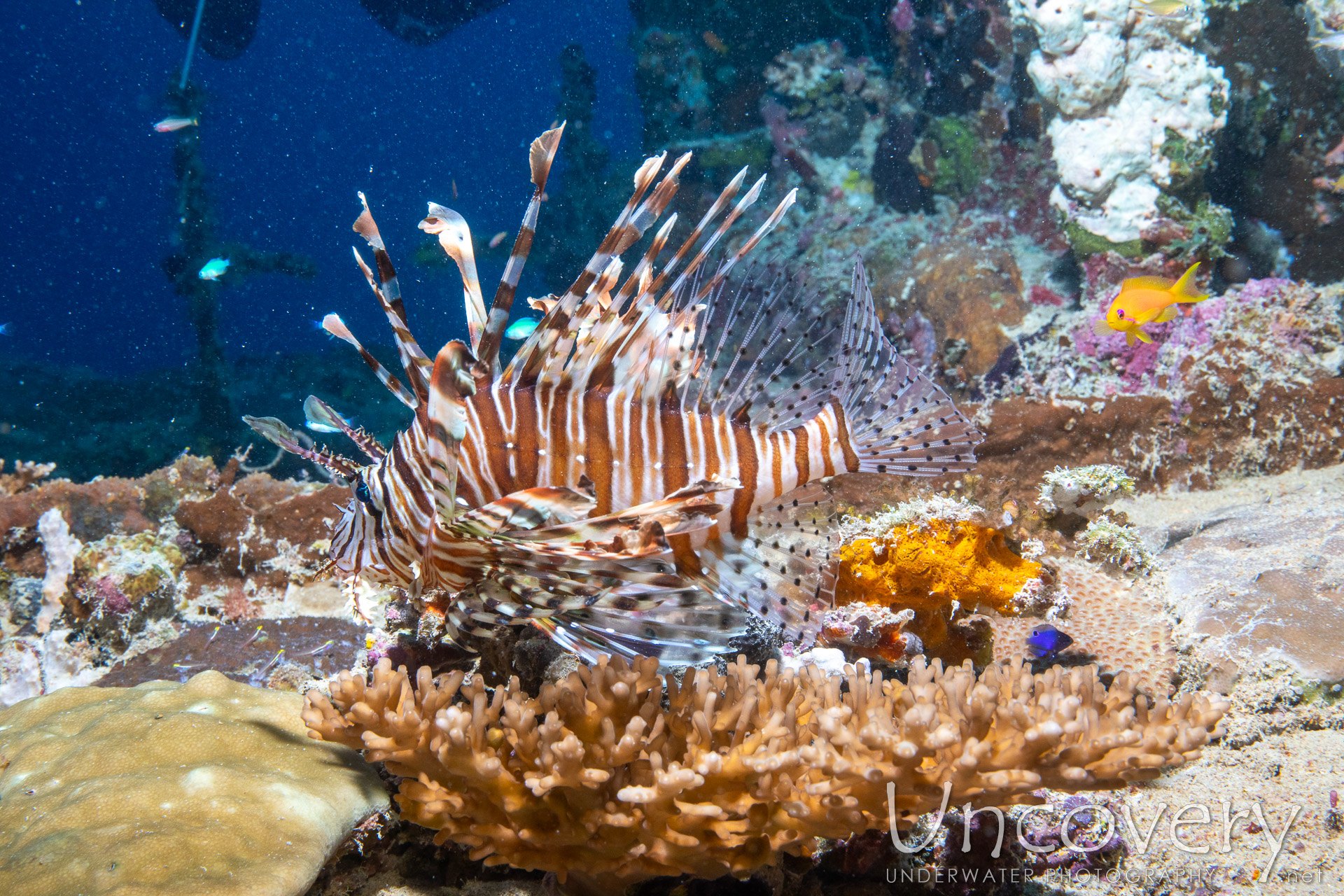 Broadbarred Firefish (pterois Antennata), photo taken in Maldives, Male Atoll, South Male Atoll, Kuda Giri