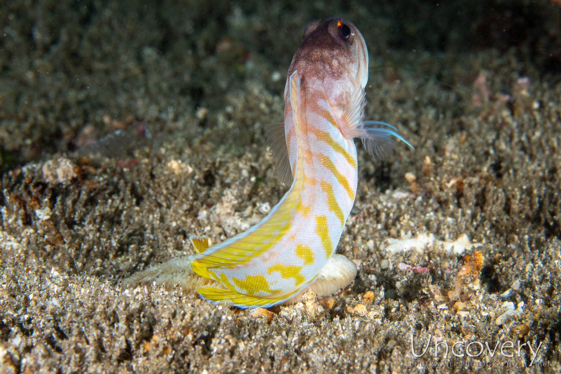 Goldspecs Jawfish (opistognathus Randalli), photo taken in Philippines, Negros Oriental, Dauin, Atmosphere House Reef