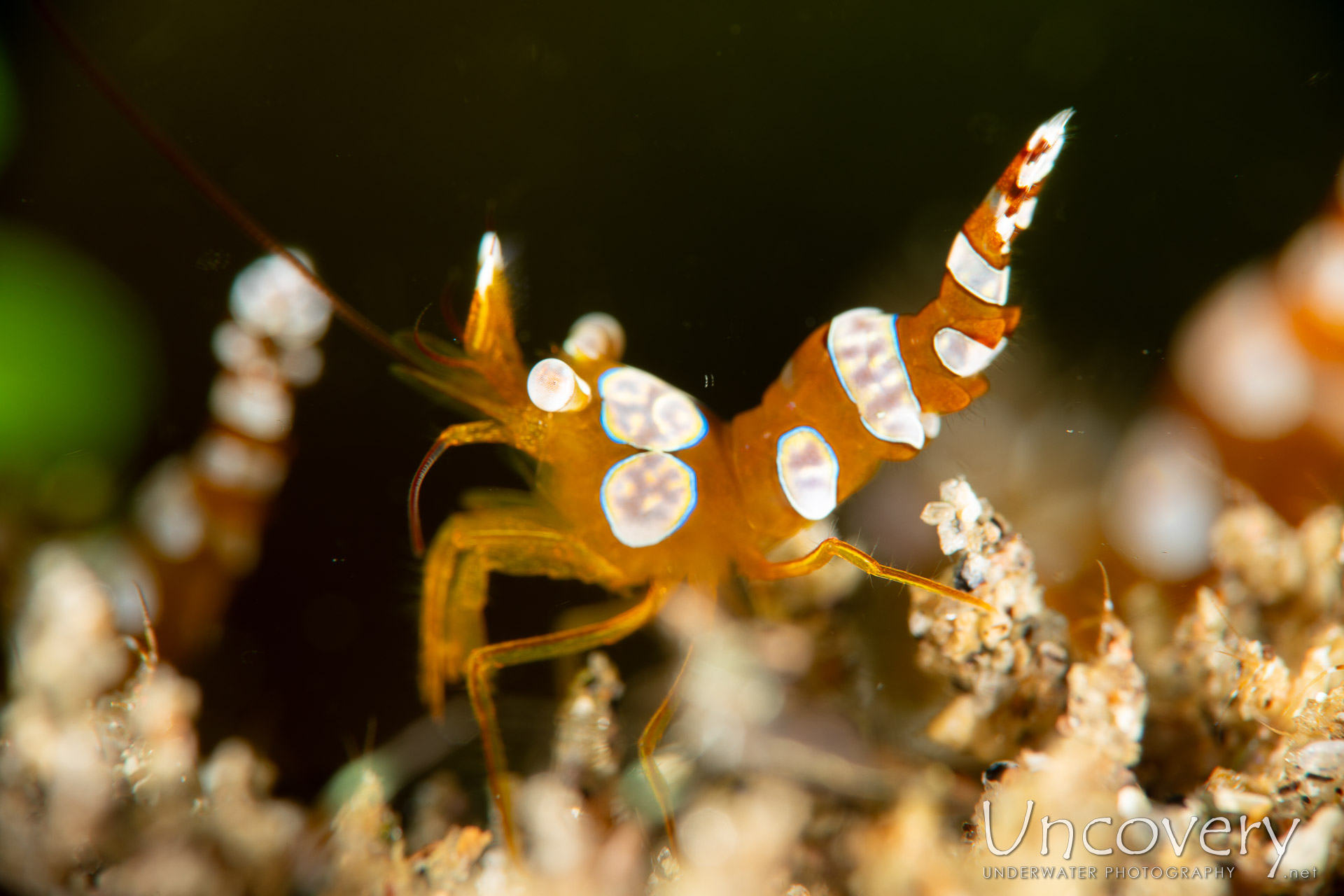 Sexy Shrimp (thor Amboinensis), photo taken in Philippines, Negros Oriental, Dauin, Atmosphere House Reef