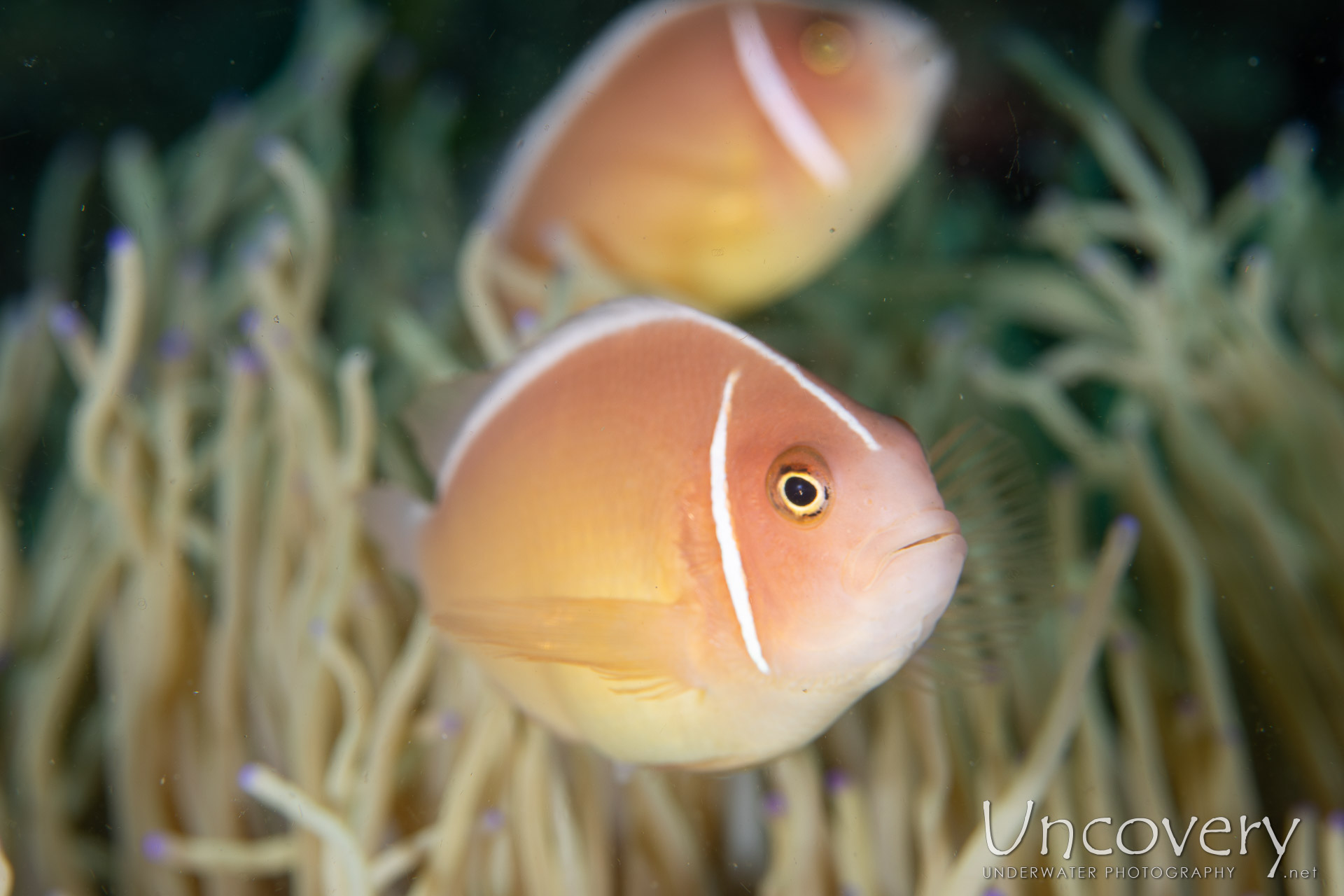 Pink Anemonefish (amphiprion Perideraion), photo taken in Philippines, Negros Oriental, Dauin, Atmosphere House Reef