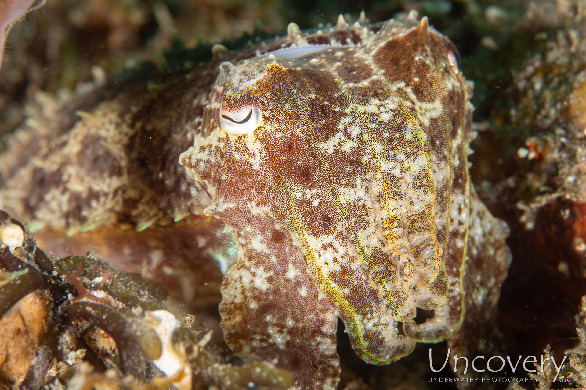 Broadclub Cuttlefish (sepia Latimanus), photo taken in Philippines, Negros Oriental, Dauin, Atmosphere House Reef