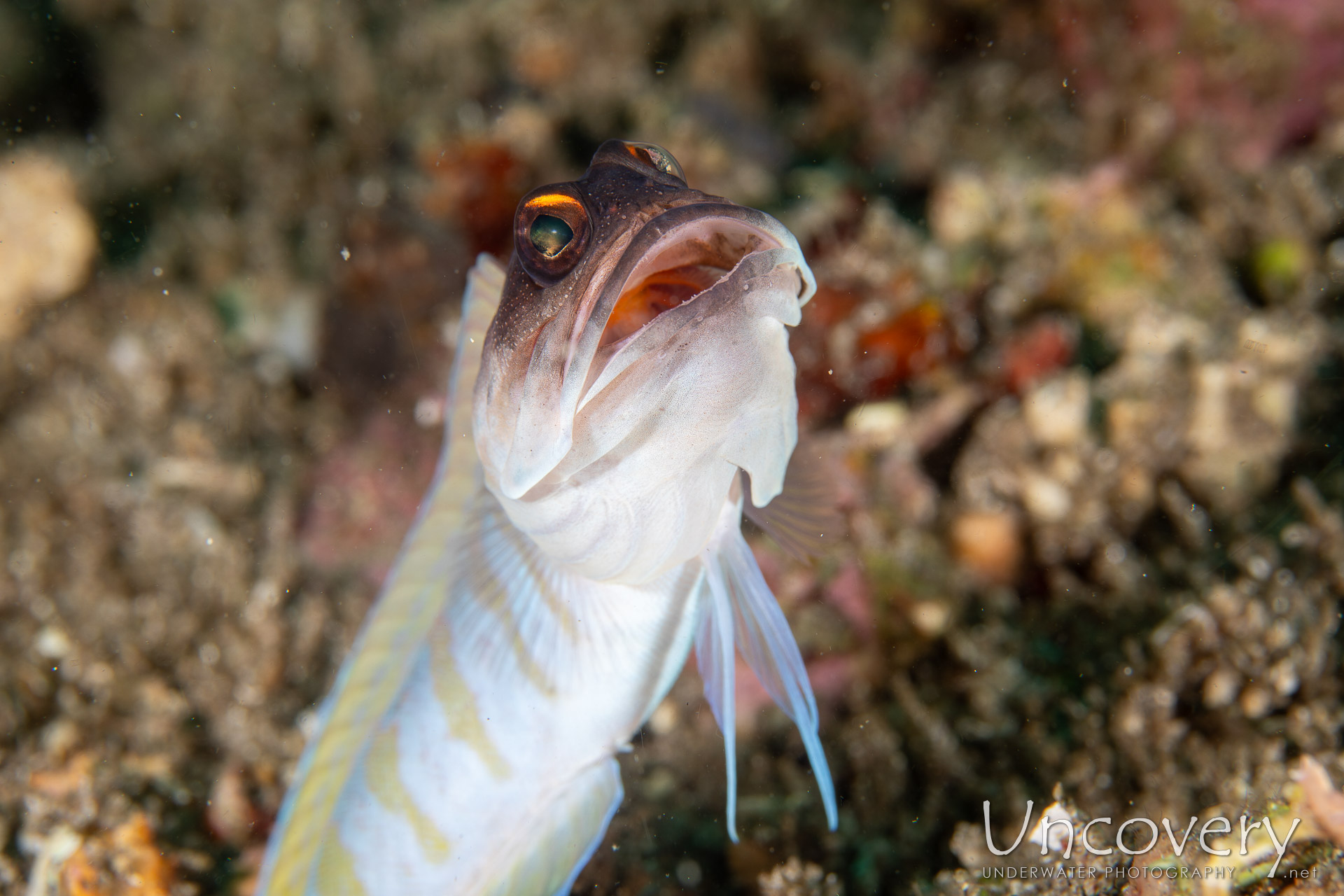 Goldspecs Jawfish (opistognathus Randalli), photo taken in Philippines, Negros Oriental, Dauin, Atmosphere House Reef