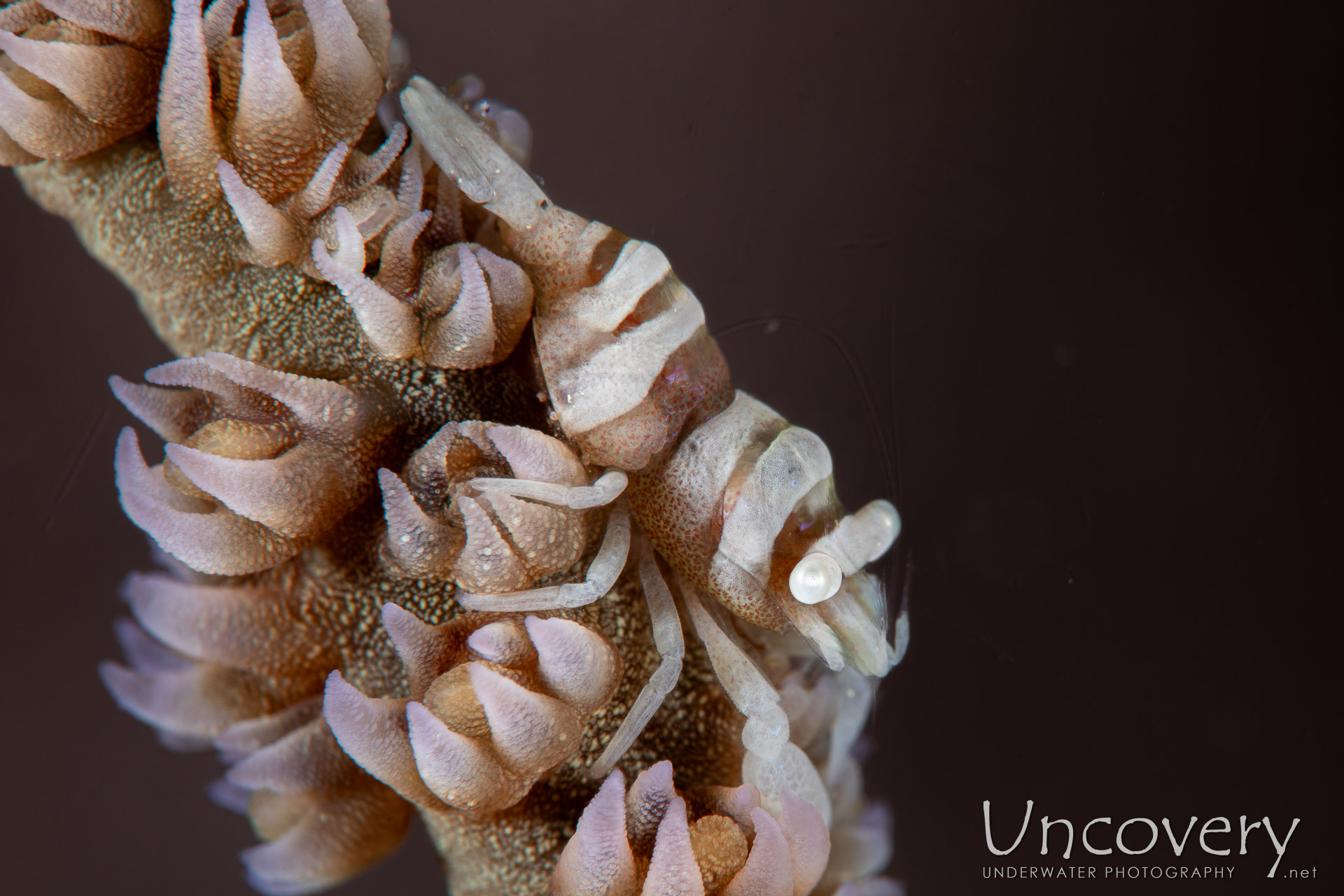 Anker's Whip Coral Shrimp (pontonides Ankeri), photo taken in Philippines, Negros Oriental, Dauin, Atmosphere House Reef