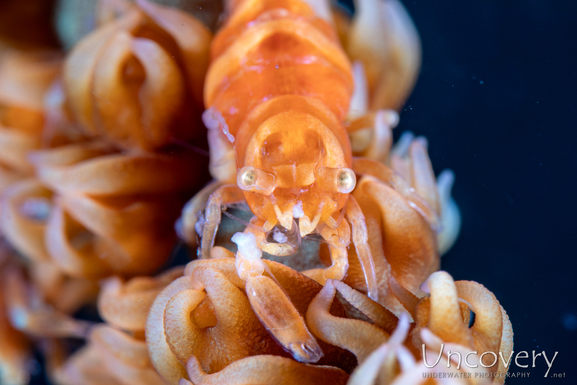 Anker's Whip Coral Shrimp (pontonides Ankeri), photo taken in Philippines, Negros Oriental, Dauin, Atmosphere House Reef