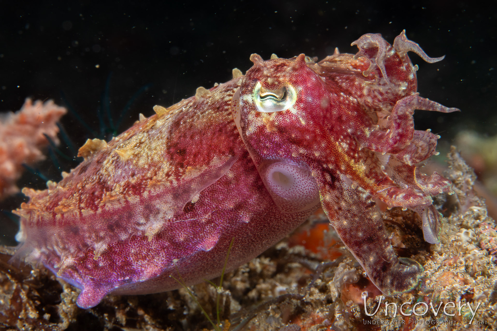 Broadclub Cuttlefish (sepia Latimanus), photo taken in Philippines, Negros Oriental, Dauin, Atmosphere House Reef
