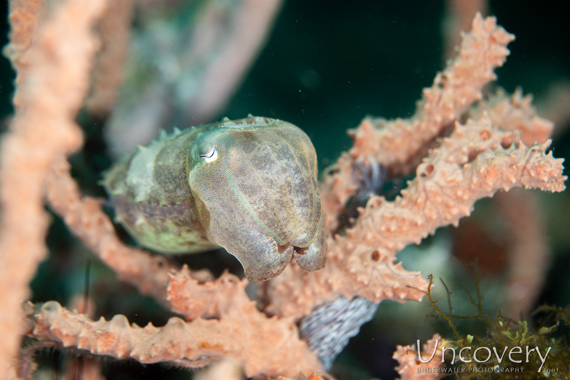 Broadclub Cuttlefish (sepia Latimanus), photo taken in Philippines, Negros Oriental, Dauin, Basak South