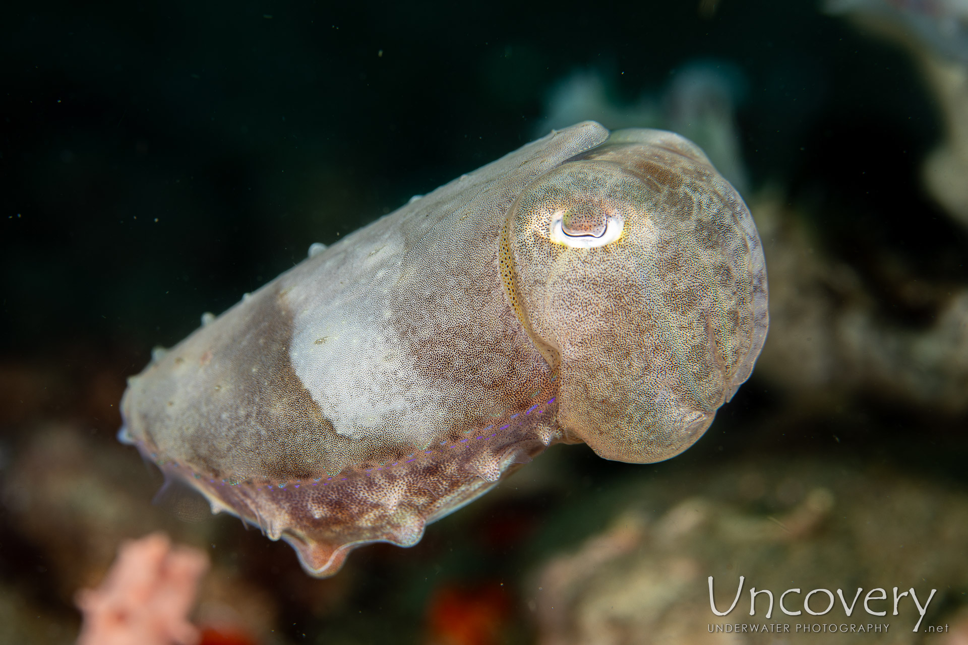 Broadclub Cuttlefish (sepia Latimanus), photo taken in Philippines, Negros Oriental, Dauin, Basak South