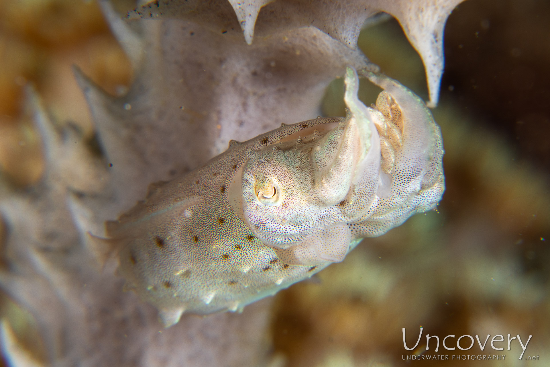 Pygmy Cuttlefish (sepia Bandensis), photo taken in Philippines, Negros Oriental, Dauin, Basak South