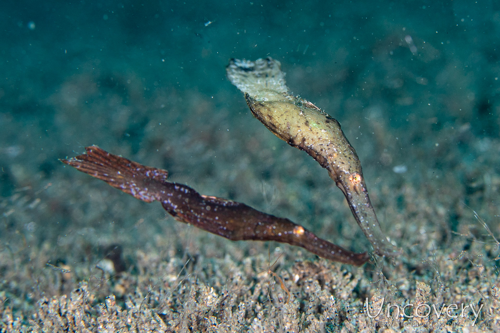 Robust Ghostpipefish (solenostomus Cyanopterus), photo taken in Philippines, Negros Oriental, Dauin, Guinsuan North