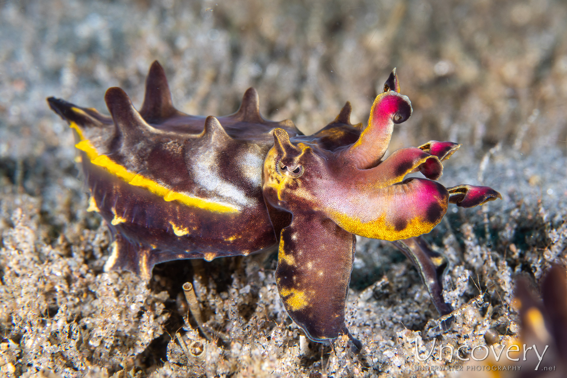 Flamboyant Cuttlefish (metasepia Pfefferi), photo taken in Philippines, Negros Oriental, Dauin, Guinsuan North