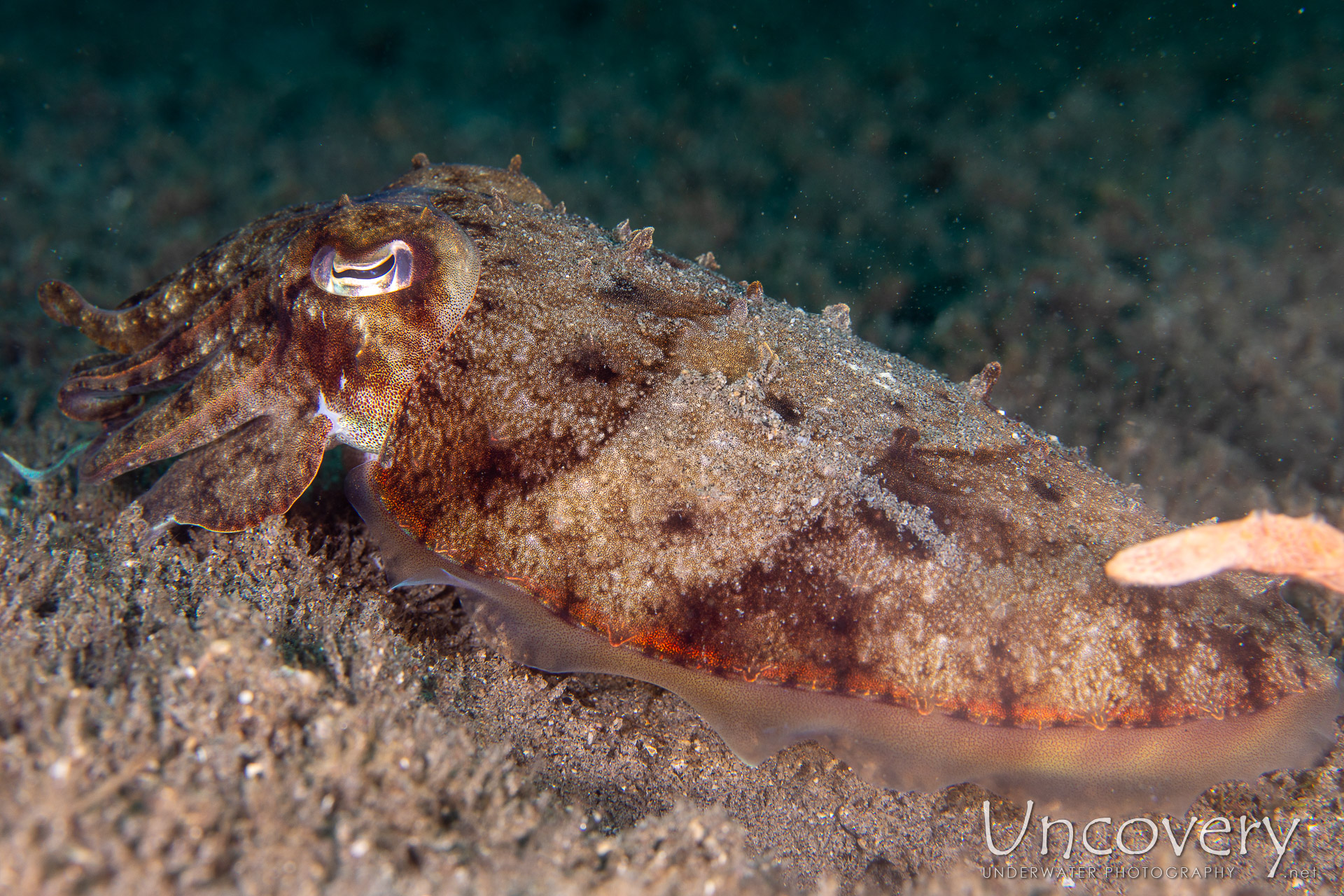 Broadclub Cuttlefish (sepia Latimanus), photo taken in Philippines, Negros Oriental, Dauin, Guinsuan North