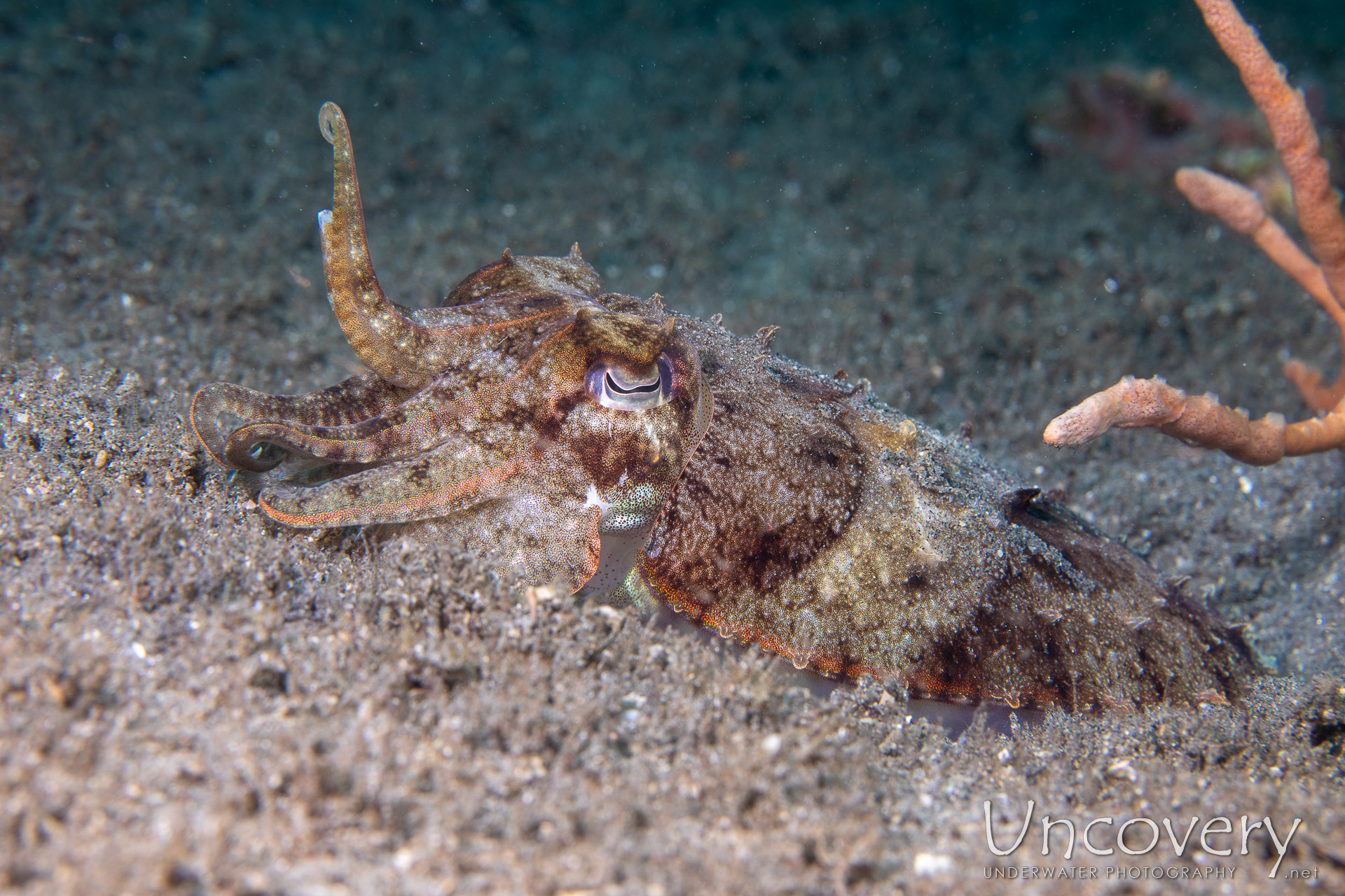 Broadclub Cuttlefish (sepia Latimanus), photo taken in Philippines, Negros Oriental, Dauin, Guinsuan North