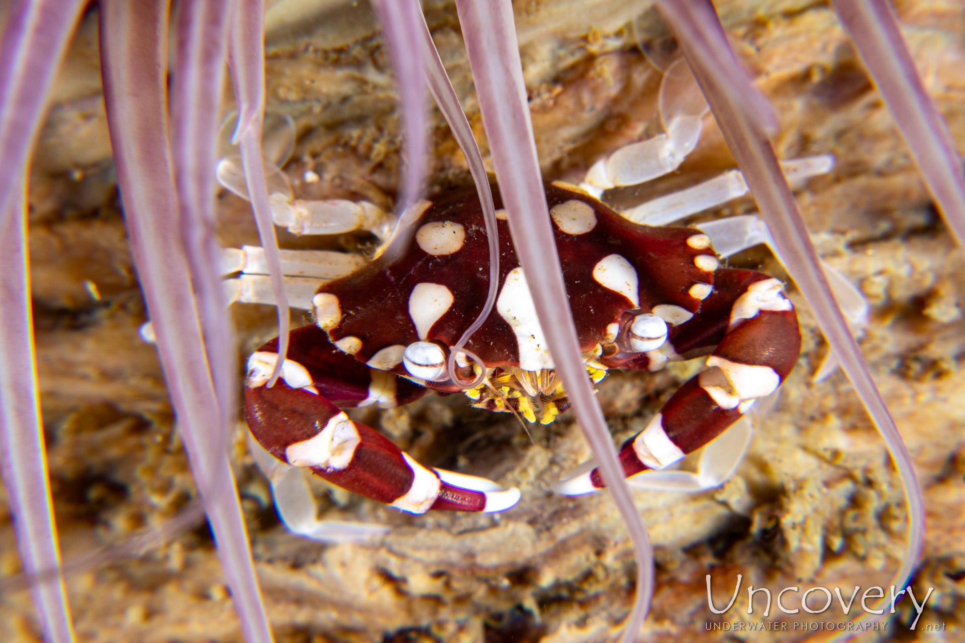 Harlequin Swimmer Crab (lissocarcinus Laevis), photo taken in Philippines, Negros Oriental, Dauin, Guinsuan North