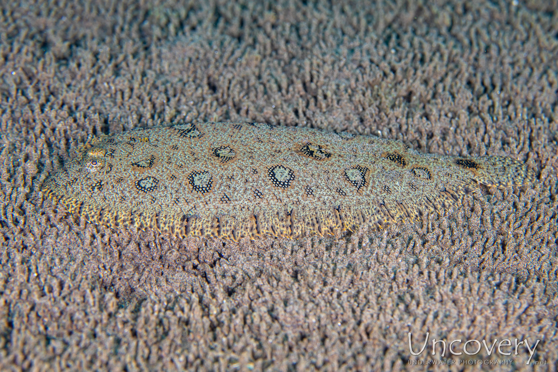 Hook-nosed Sole (heteromycteris Hartzfeldii), photo taken in Philippines, Negros Oriental, Dauin, Airlac's