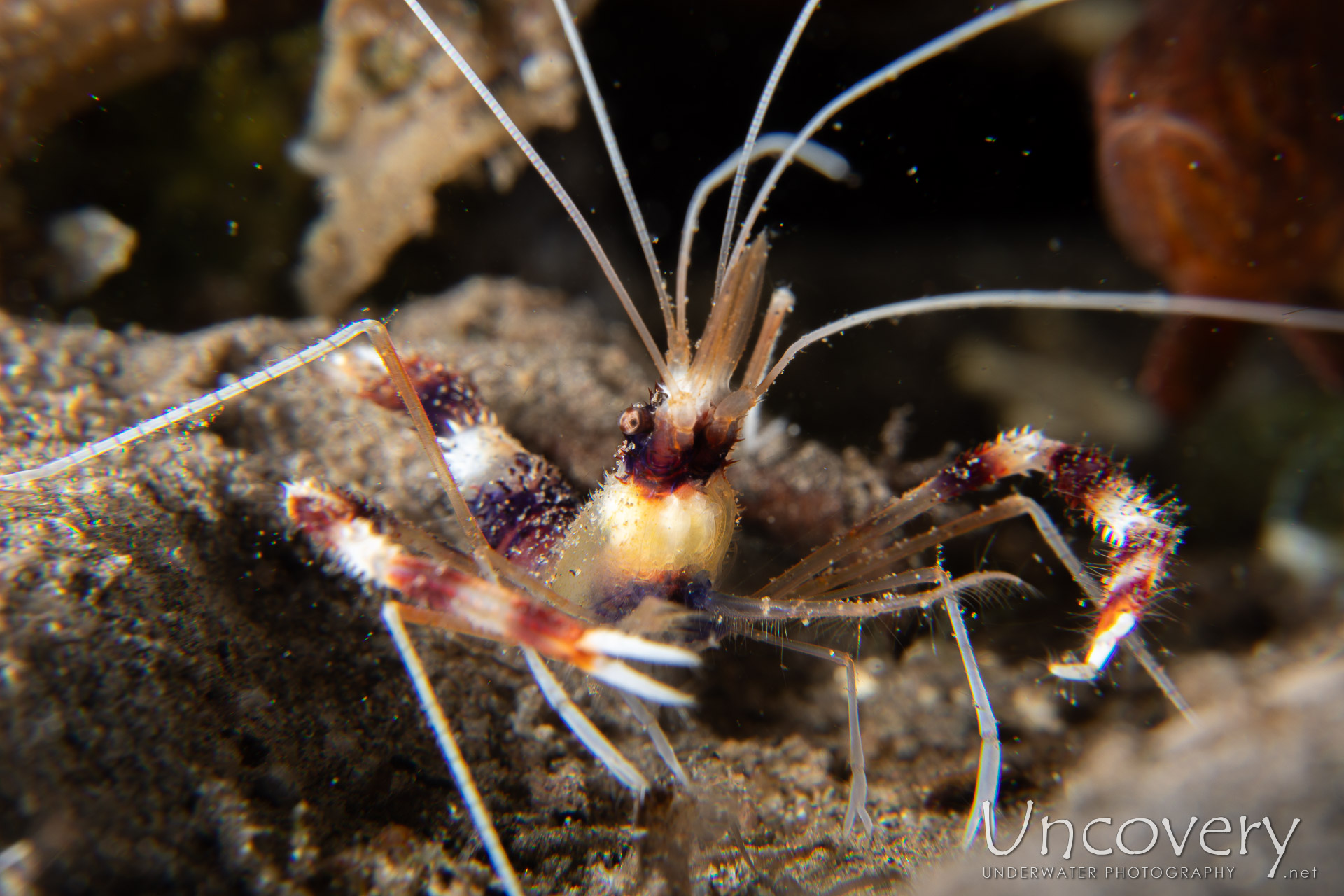 Banded Coral Shrimp (stenopus Hispidus), photo taken in Philippines, Negros Oriental, Dauin, Airlac's