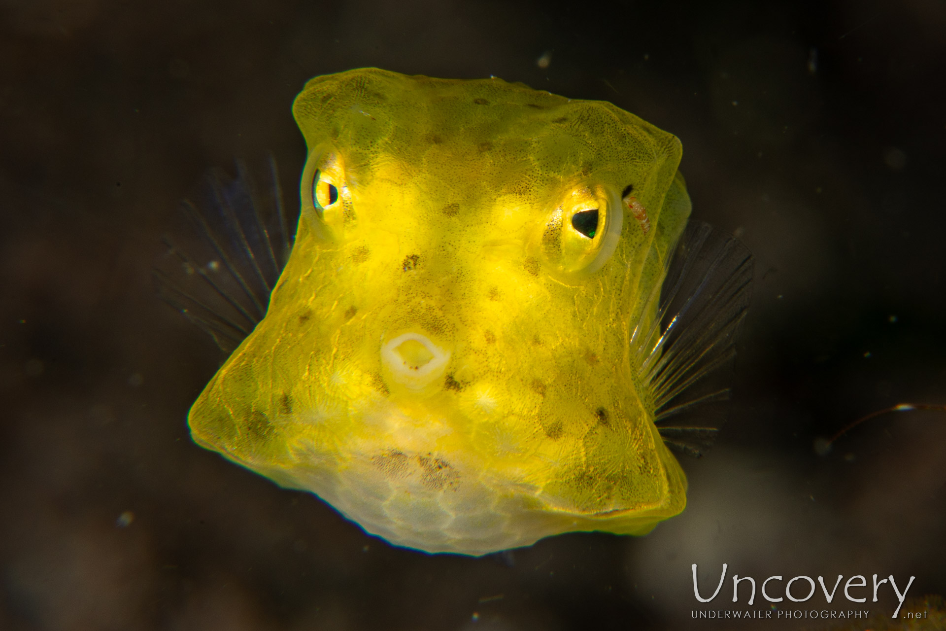 Yellow Boxfish (ostracion Cubicus), photo taken in Philippines, Negros Oriental, Dauin, Airlac's
