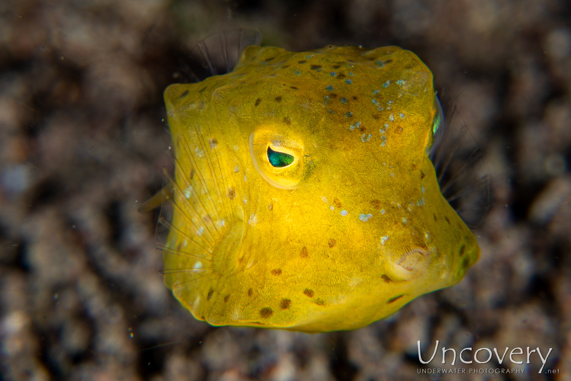 Yellow Boxfish (ostracion Cubicus), photo taken in Philippines, Negros Oriental, Dauin, Airlac's