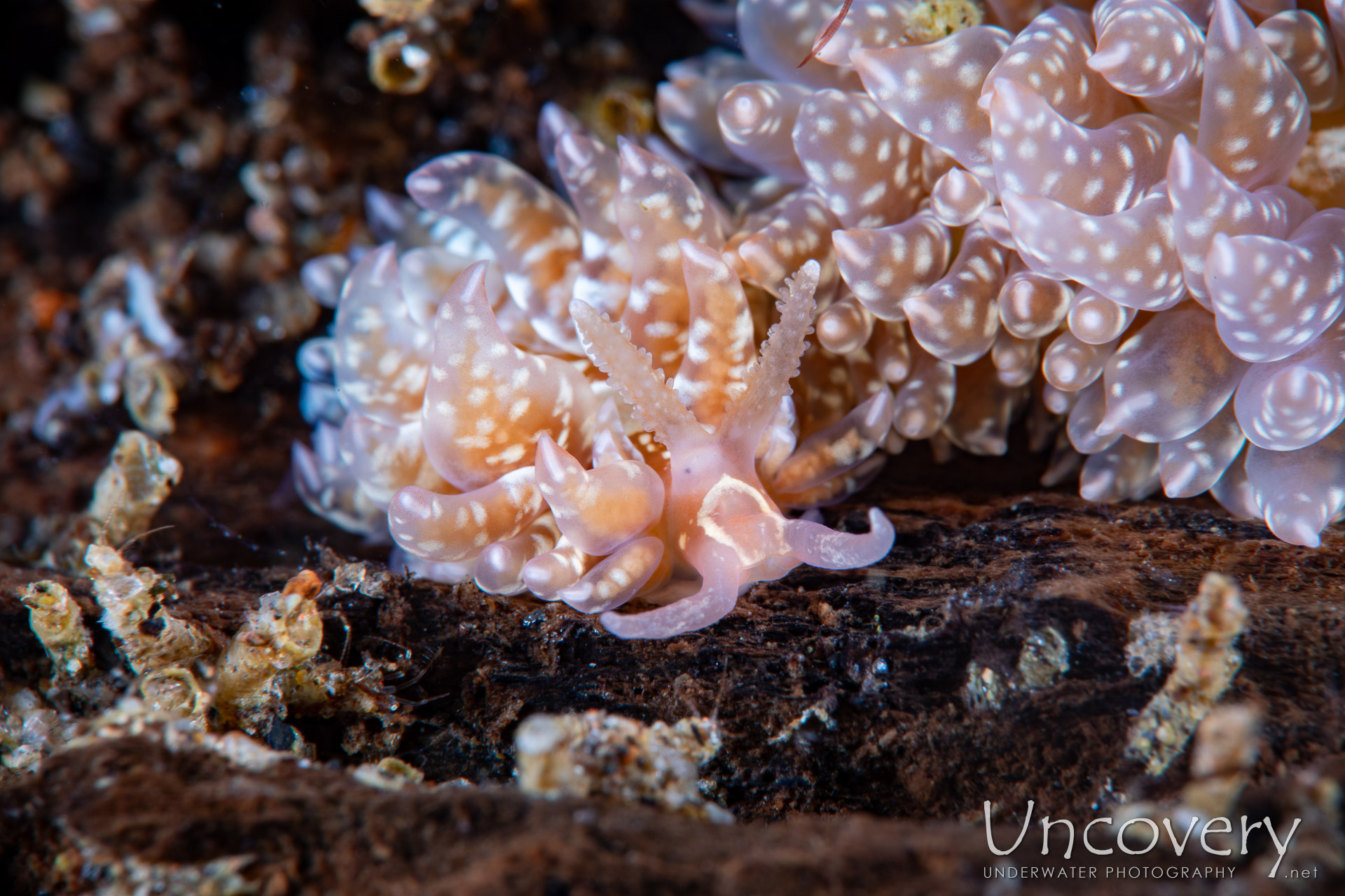 Nudibranch, photo taken in Philippines, Negros Oriental, Dauin, Secret Corner