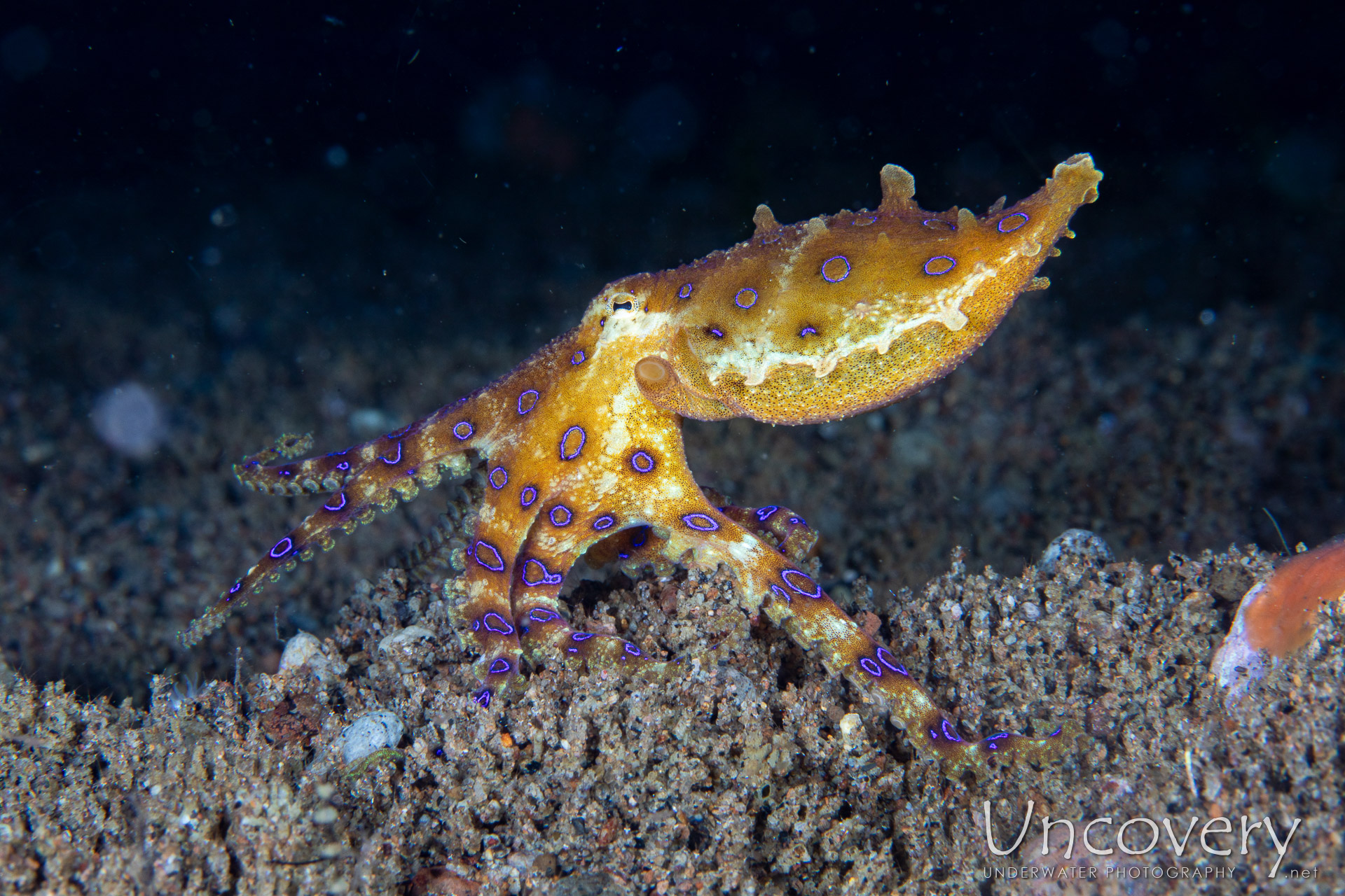 Blue Ring Octopus (hapalochlaena Lunulata), photo taken in Philippines, Negros Oriental, Dauin, Secret Corner