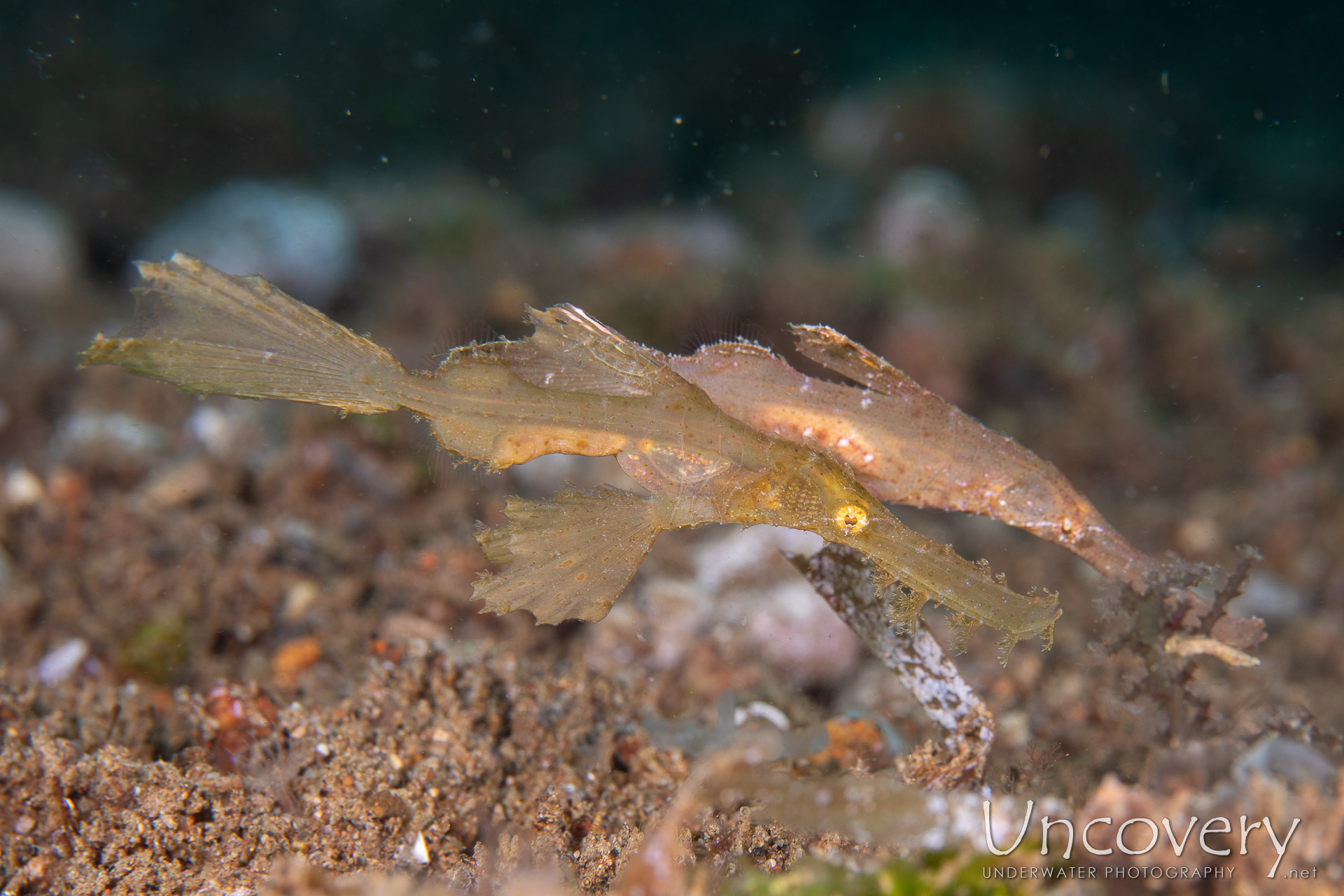 Robust Ghostpipefish (solenostomus Cyanopterus), photo taken in Philippines, Negros Oriental, Dauin, Secret Corner