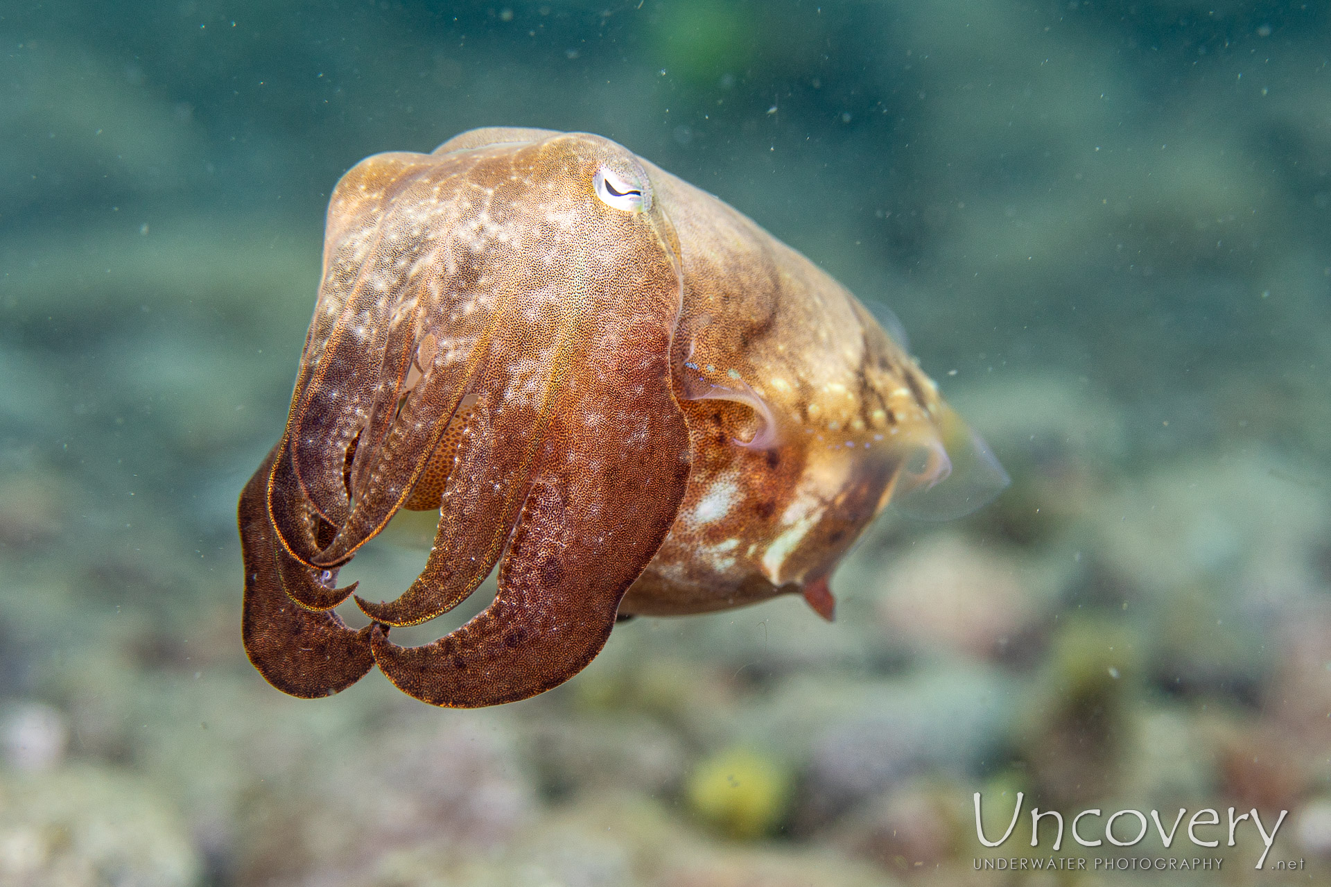 Broadclub Cuttlefish (sepia Latimanus), photo taken in Philippines, Negros Oriental, Dauin, Secret Corner